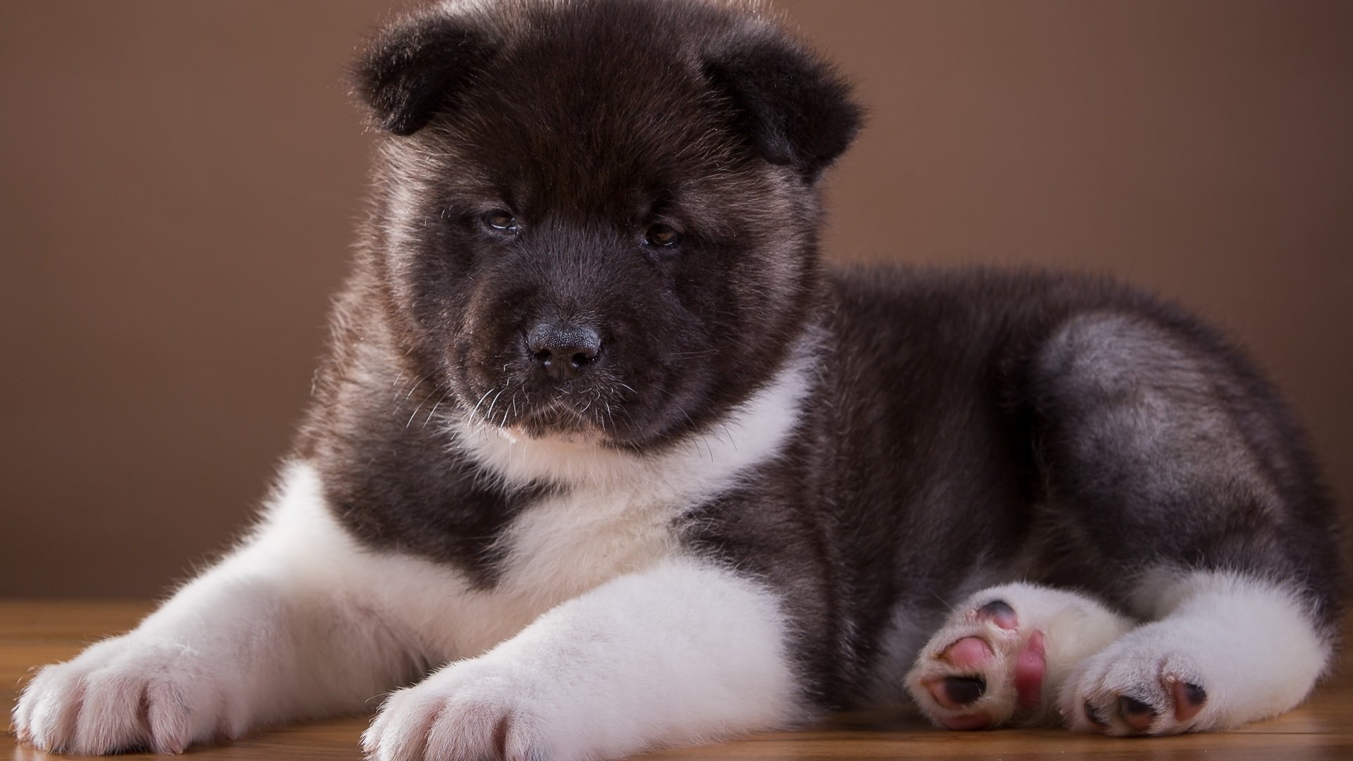 Обои щенок, песик, порода, милый, японская, акита, puppy, doggie, breed, cute, japanese, akita разрешение 2400x1484 Загрузить