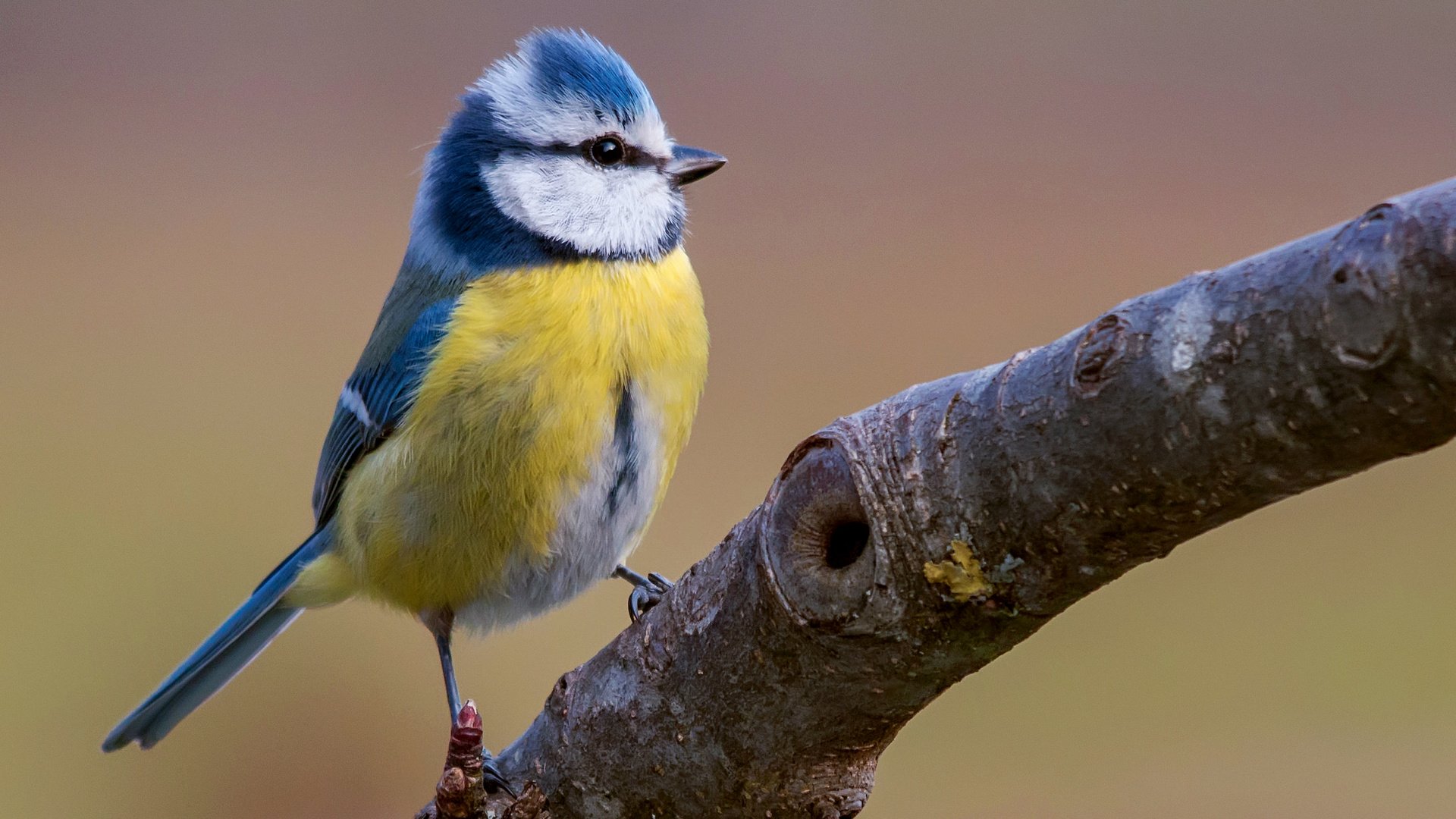 Обои ветка, птица, синица, яркая, лазоревка, клювик, branch, bird, tit, bright, blue tit, beak разрешение 2043x1293 Загрузить