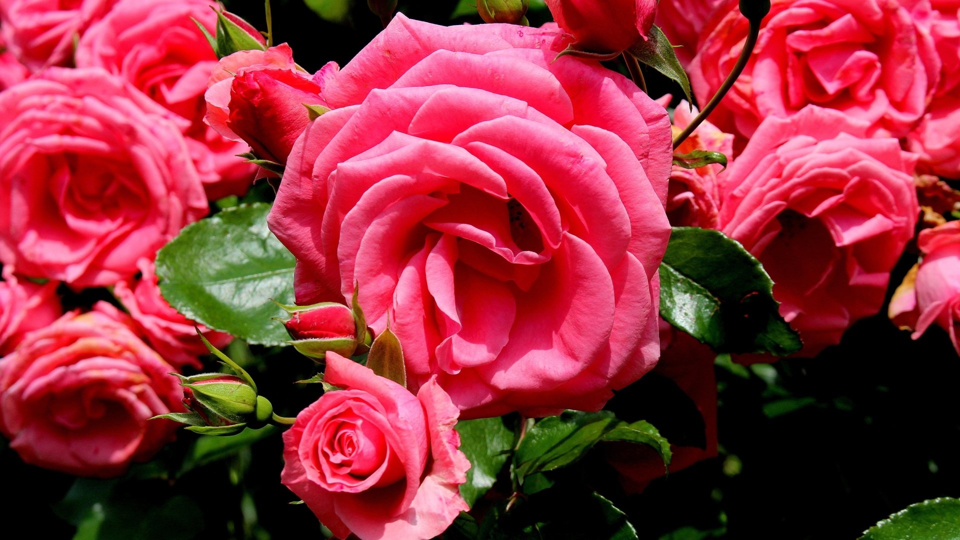 Обои цветы, бутоны, розы, лепестки, розовый, flowers, buds, roses, petals, pink разрешение 2400x1600 Загрузить