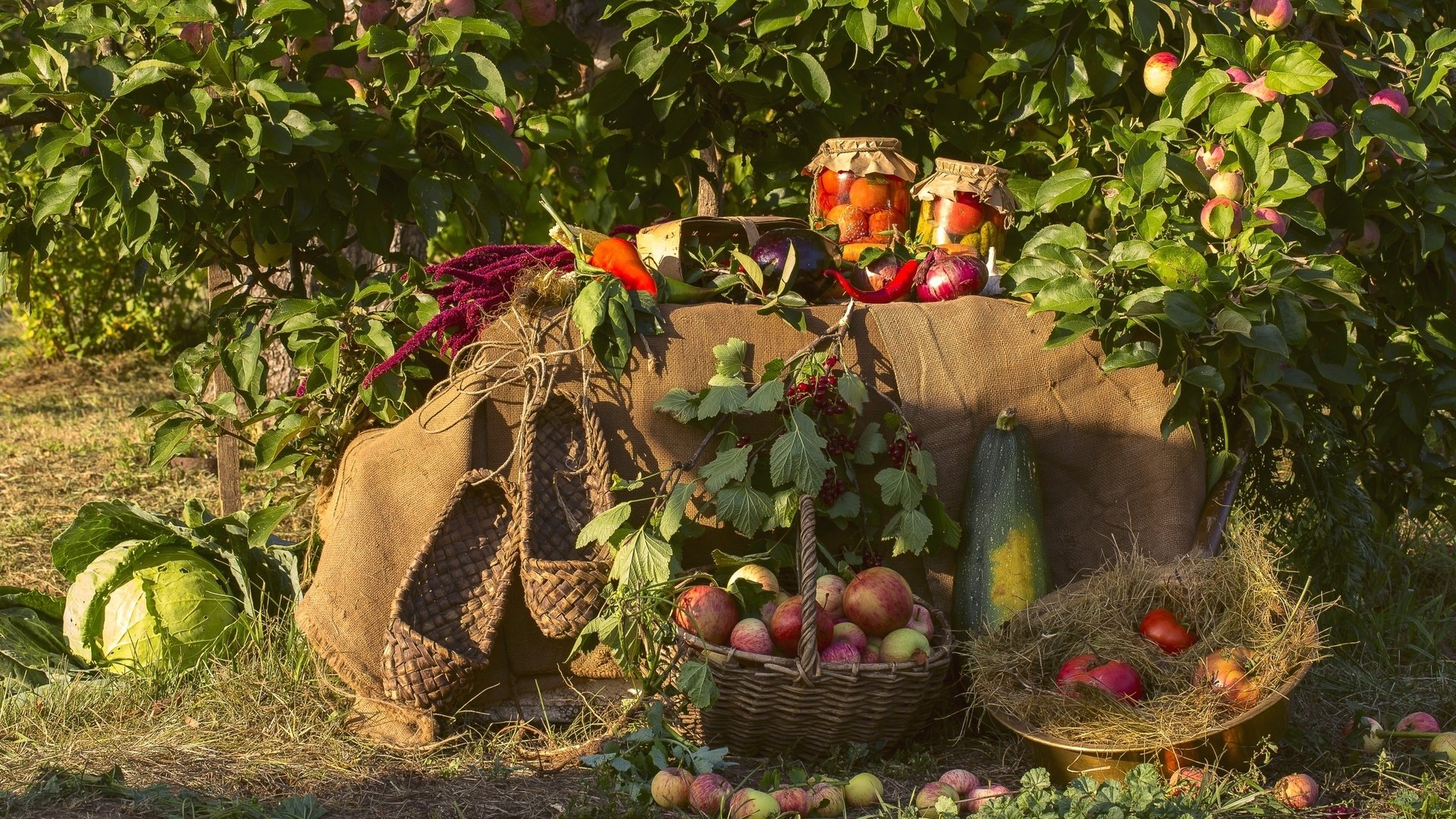 Обои яблоки, сад, лук, урожай, овощи, капуста, кабачки, яблони, apples, garden, bow, harvest, vegetables, cabbage, zucchini, apple разрешение 2400x1600 Загрузить