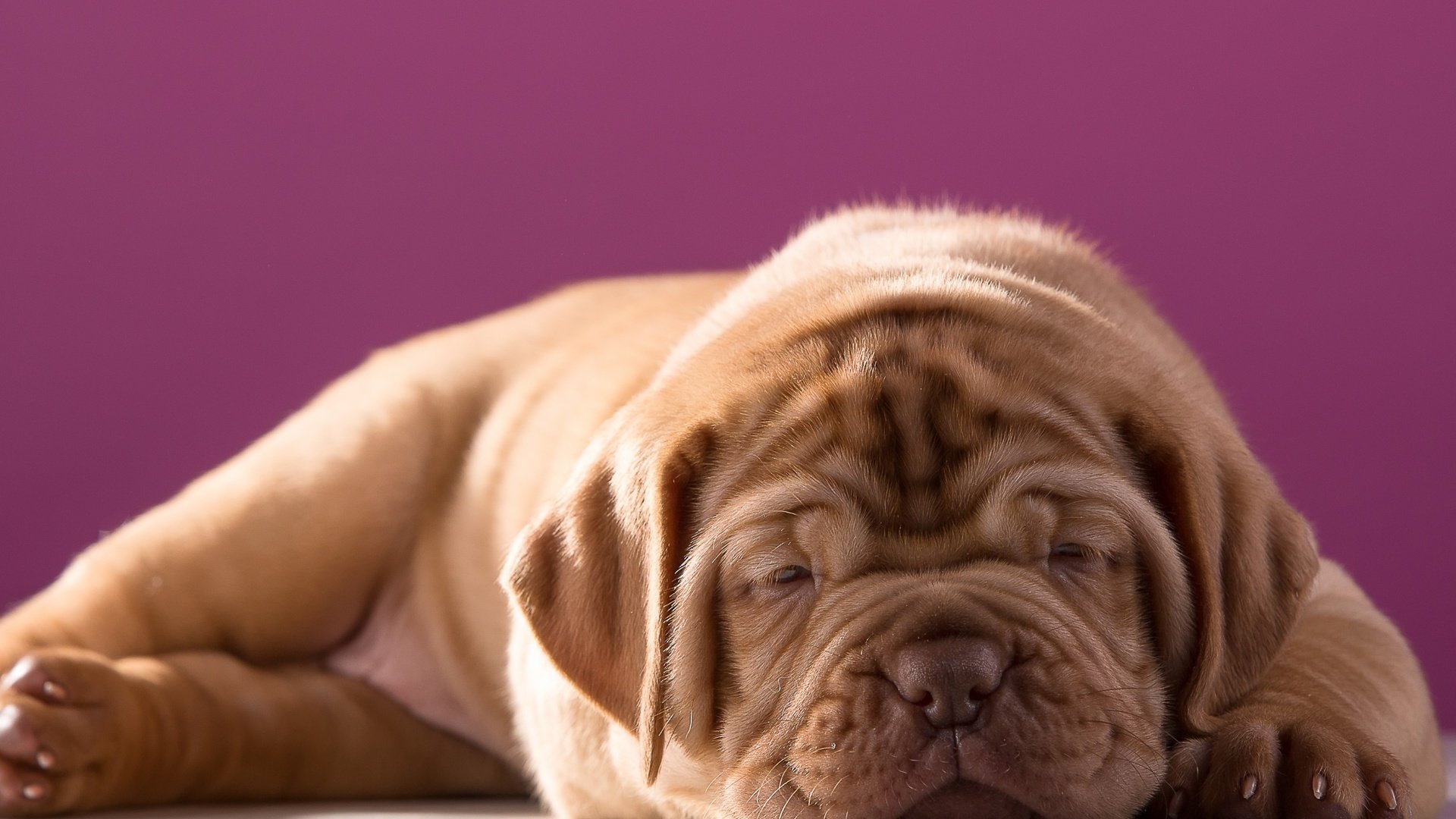 Обои щенок, милый, бордоский дог, puppy, cute, dogue de bordeaux разрешение 3000x1808 Загрузить