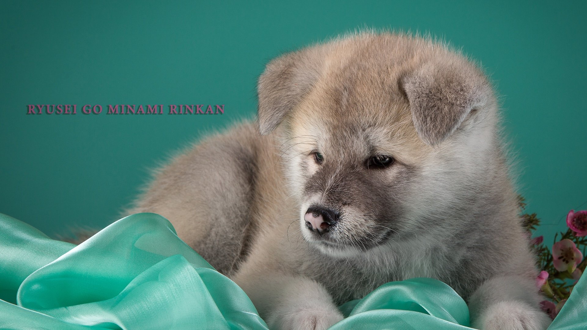 Обои щенок, бежевый, японская акита, puppy, beige, japanese akita разрешение 3000x1949 Загрузить