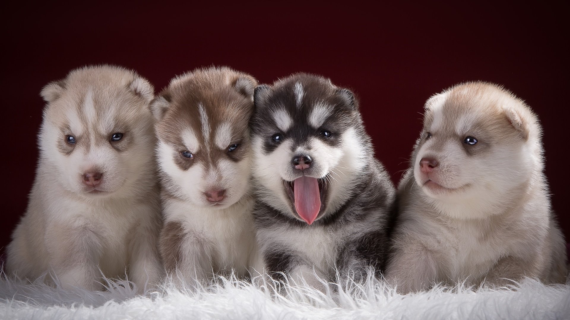 Обои хаски, щенки, малыши, квартет, husky, puppies, kids, quartet разрешение 2400x1526 Загрузить