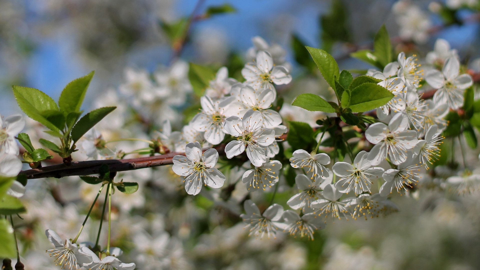 Обои ветка, дерево, цветение, макро, весна, вишня, branch, tree, flowering, macro, spring, cherry разрешение 2400x1598 Загрузить