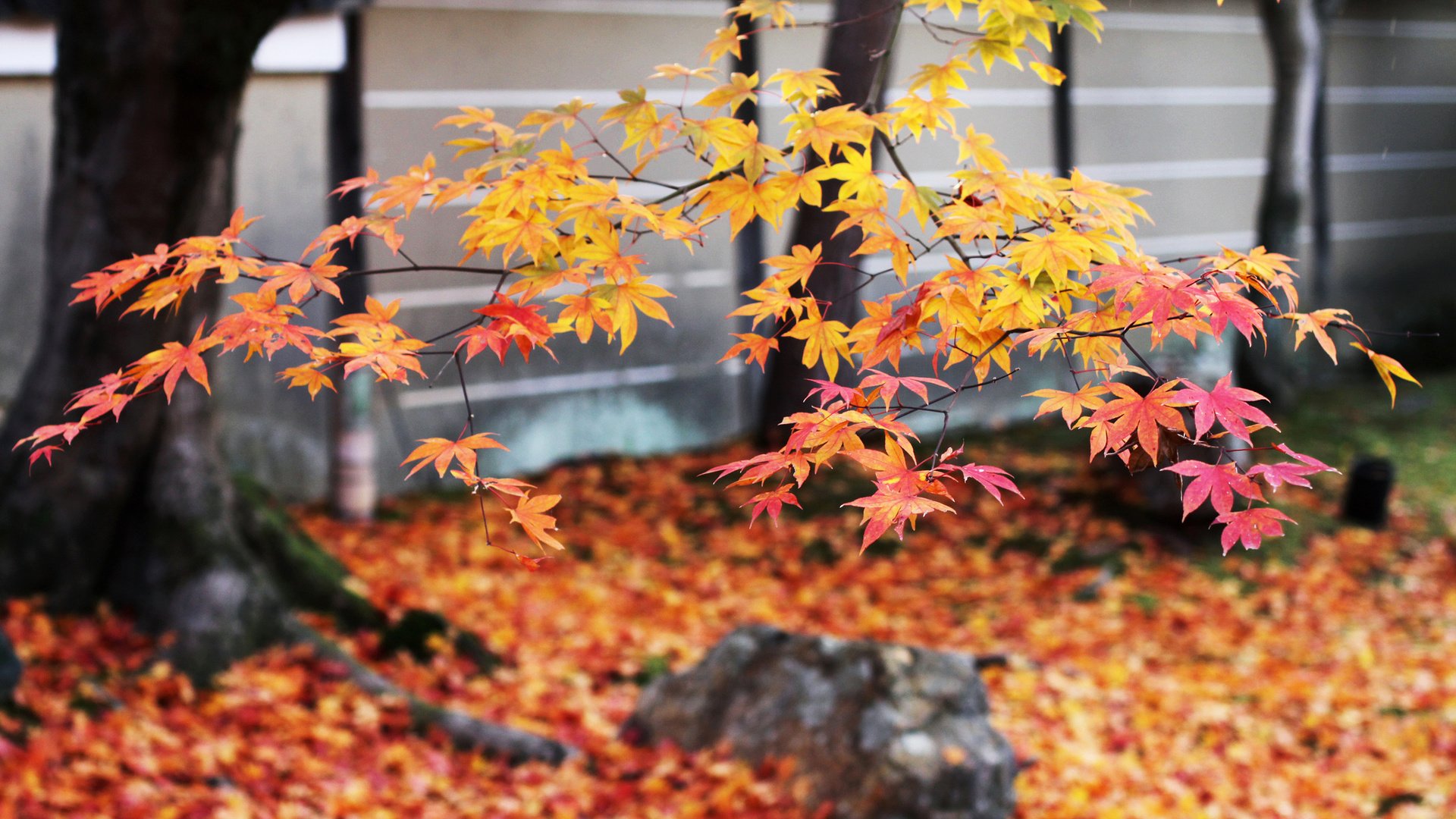 Обои дерево, листья, ветки, листва, осень, японии, осен, tree, leaves, branches, foliage, autumn, japan разрешение 2048x1365 Загрузить