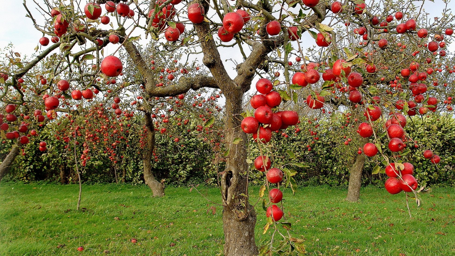 Обои яблоки, осень, сад, яблони, apples, autumn, garden, apple разрешение 2560x1600 Загрузить