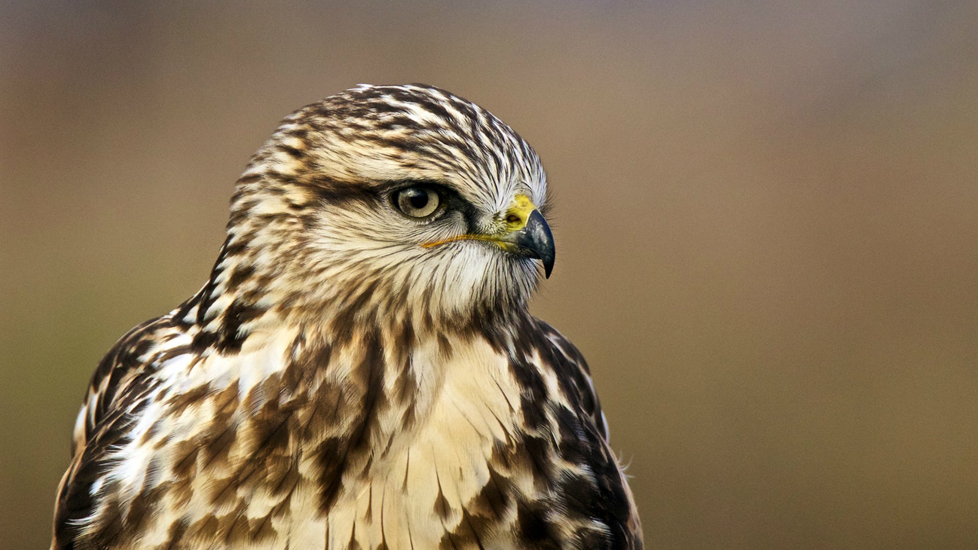 Обои взгляд, профиль, птица, ястреб, птаха, buteo lagopus, rough-legged hawk, мохноногий канюк, зимняк, nпортрет, portrait, look, profile, bird, hawk, the rough-legged buzzard, rough-legged buzzard разрешение 1920x1280 Загрузить