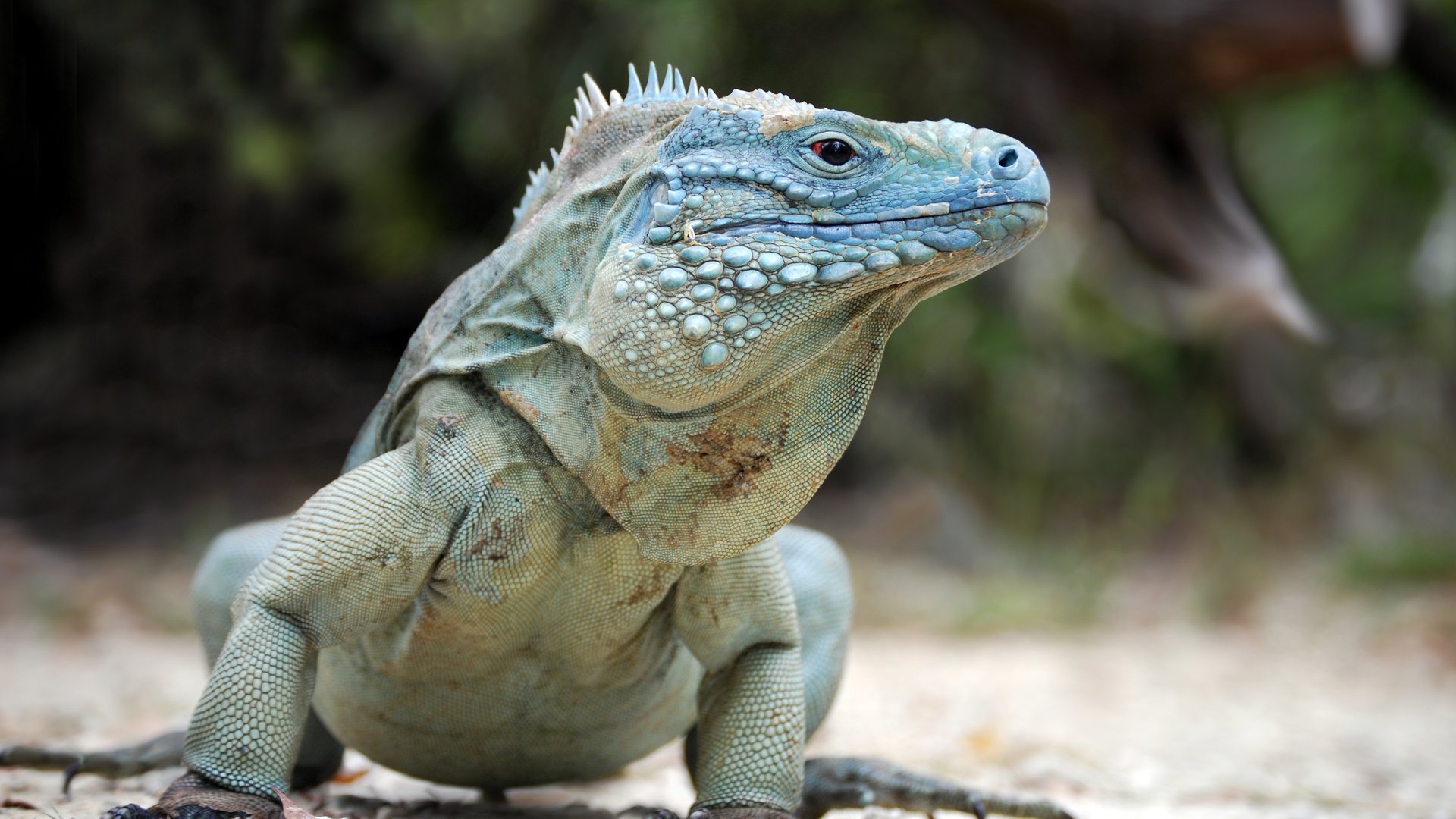 Обои поза, ящерица, рептилия, игуана, пресмыкающееся, blue iguana, pose, lizard, reptile, iguana разрешение 3872x2592 Загрузить