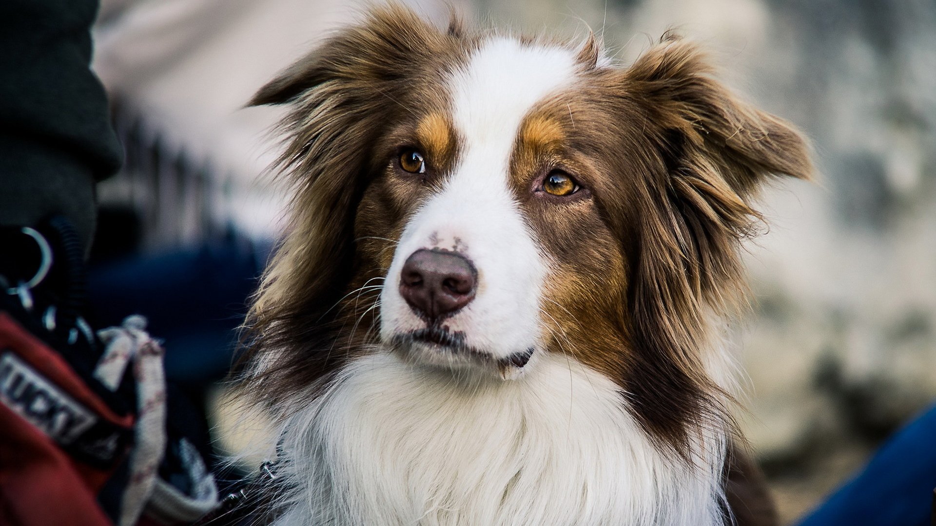 Обои взгляд, собака, друг, австралийская овчарка, look, dog, each, australian shepherd разрешение 1920x1200 Загрузить