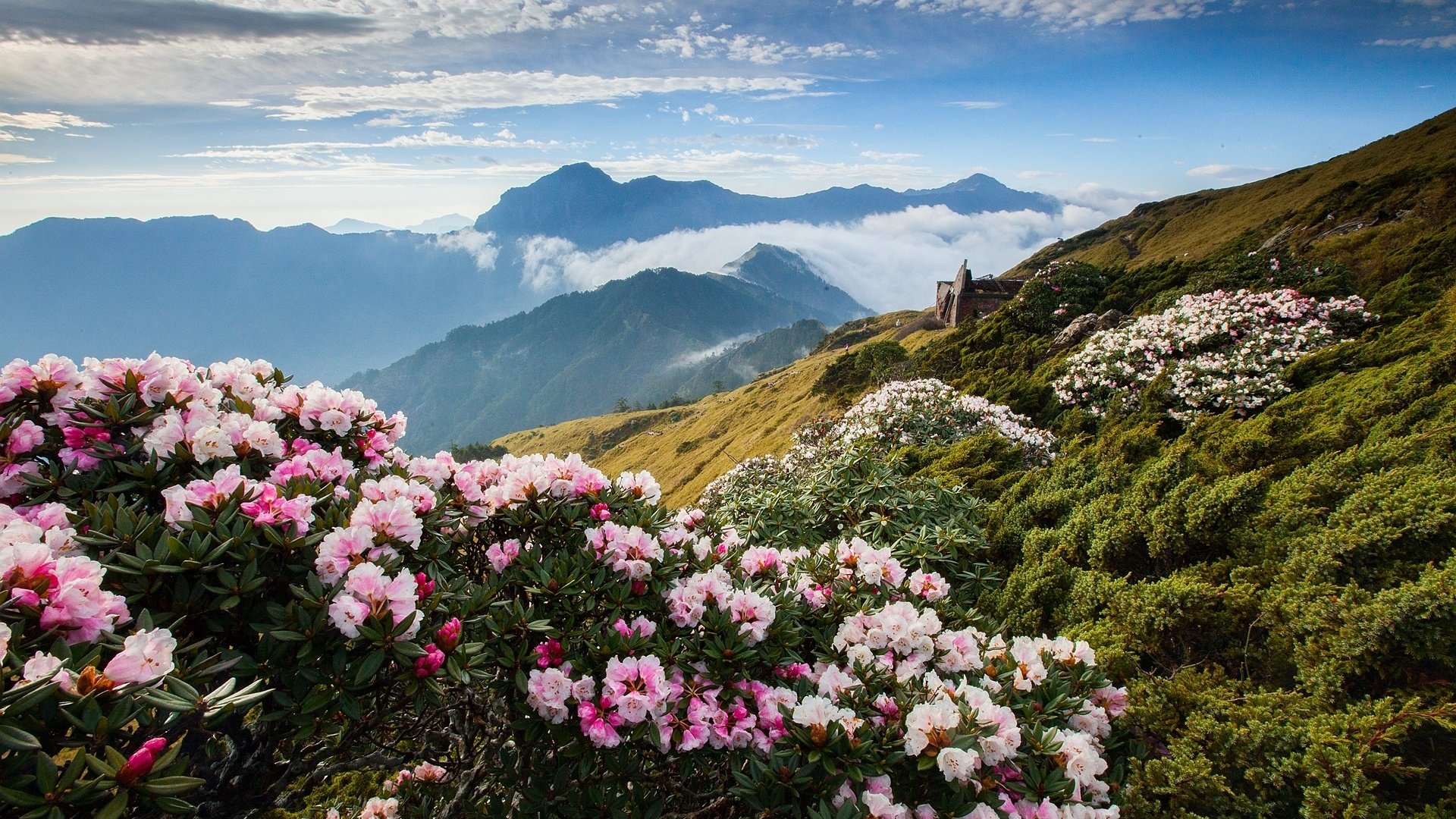 Обои цветы, облака, горы, азалия, рододендрон, flowers, clouds, mountains, azalea, rhododendron разрешение 1920x1280 Загрузить