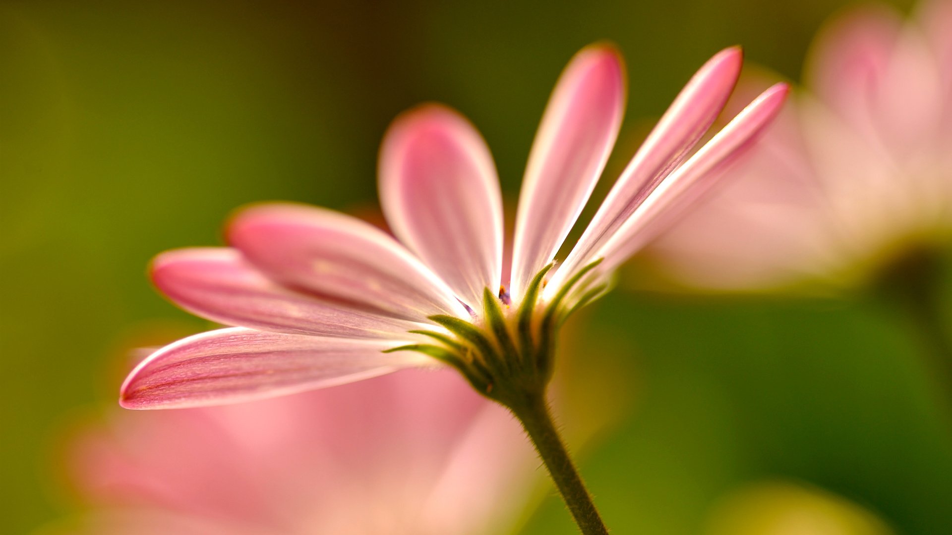 Обои цветы, макро, лепестки, размытость, розовые,  цветы, пинк, flowers, macro, petals, blur, pink разрешение 1920x1255 Загрузить