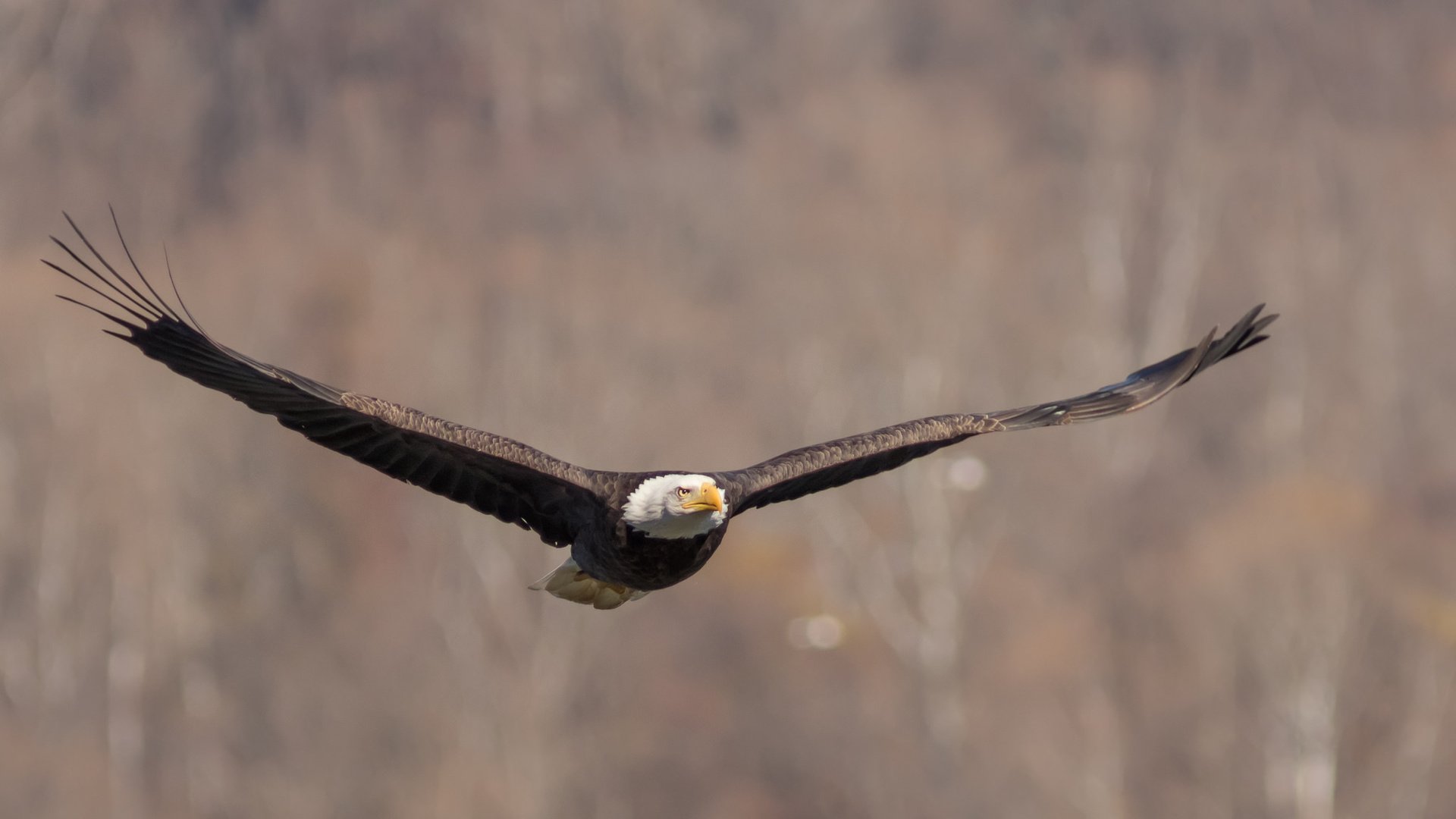 Обои полет, крылья, птица, взмах, белоголовый орлан, flight, wings, bird, stroke, bald eagle разрешение 2048x1152 Загрузить