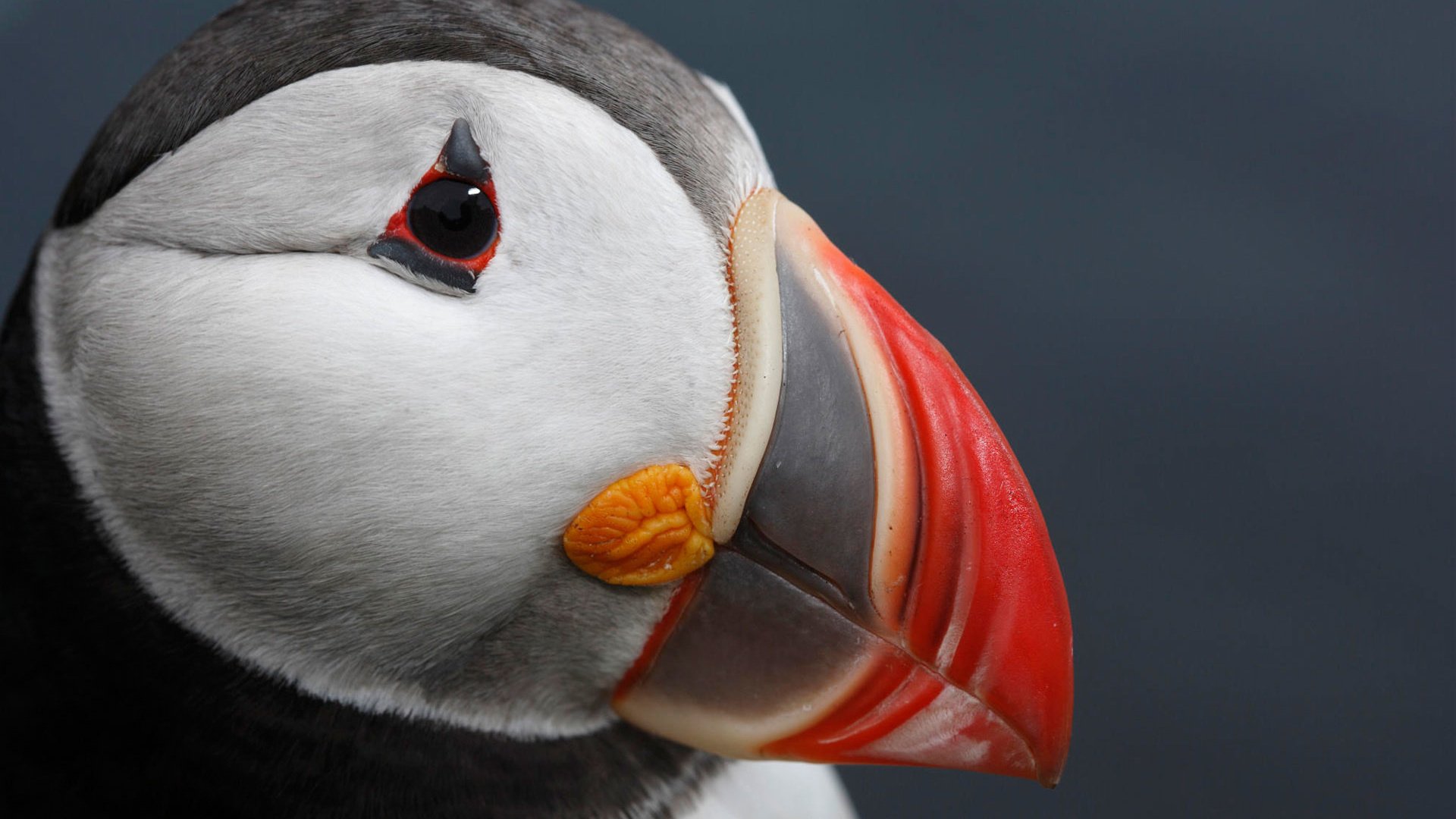 Обои морская, птица, клюв, атлантический тупик, sea, bird, beak, atlantic puffin разрешение 1920x1200 Загрузить