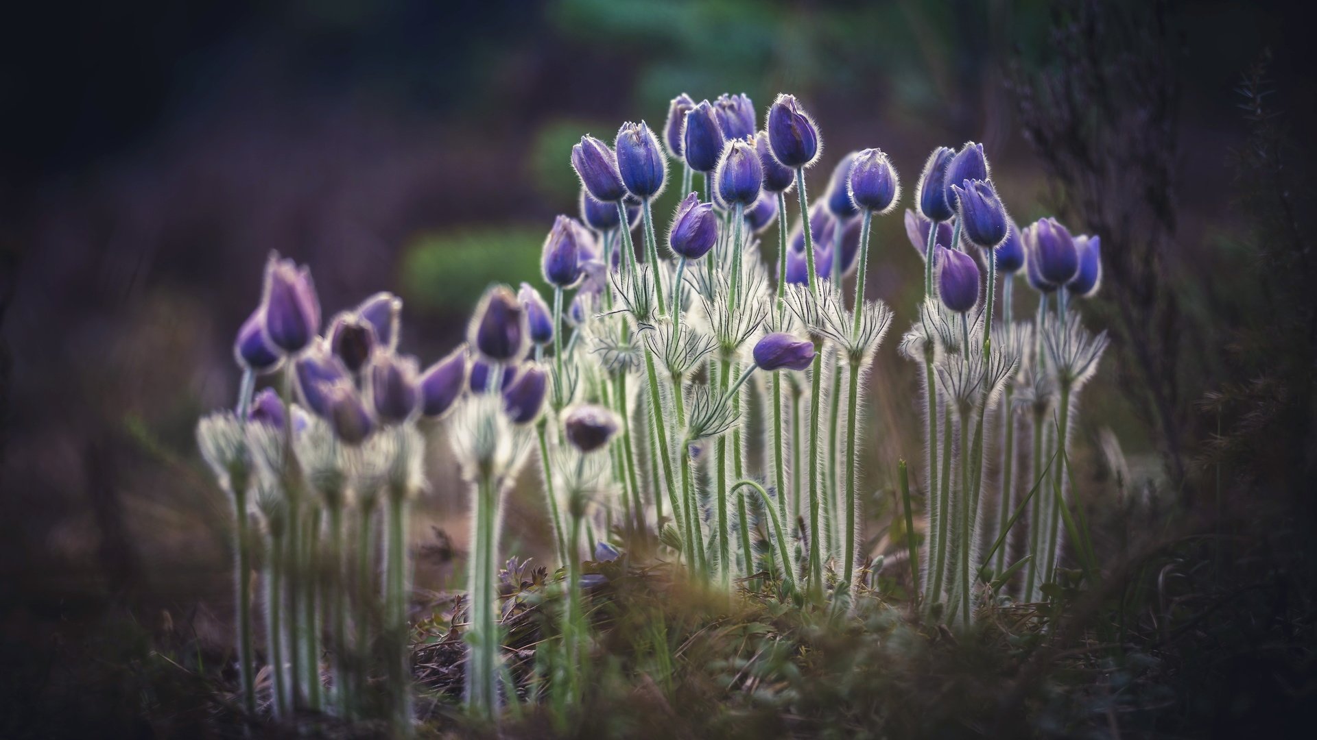 Обои цветы, природа, фон, весна, сон-трава, прострел, flowers, nature, background, spring, sleep-grass, cross разрешение 5472x3648 Загрузить