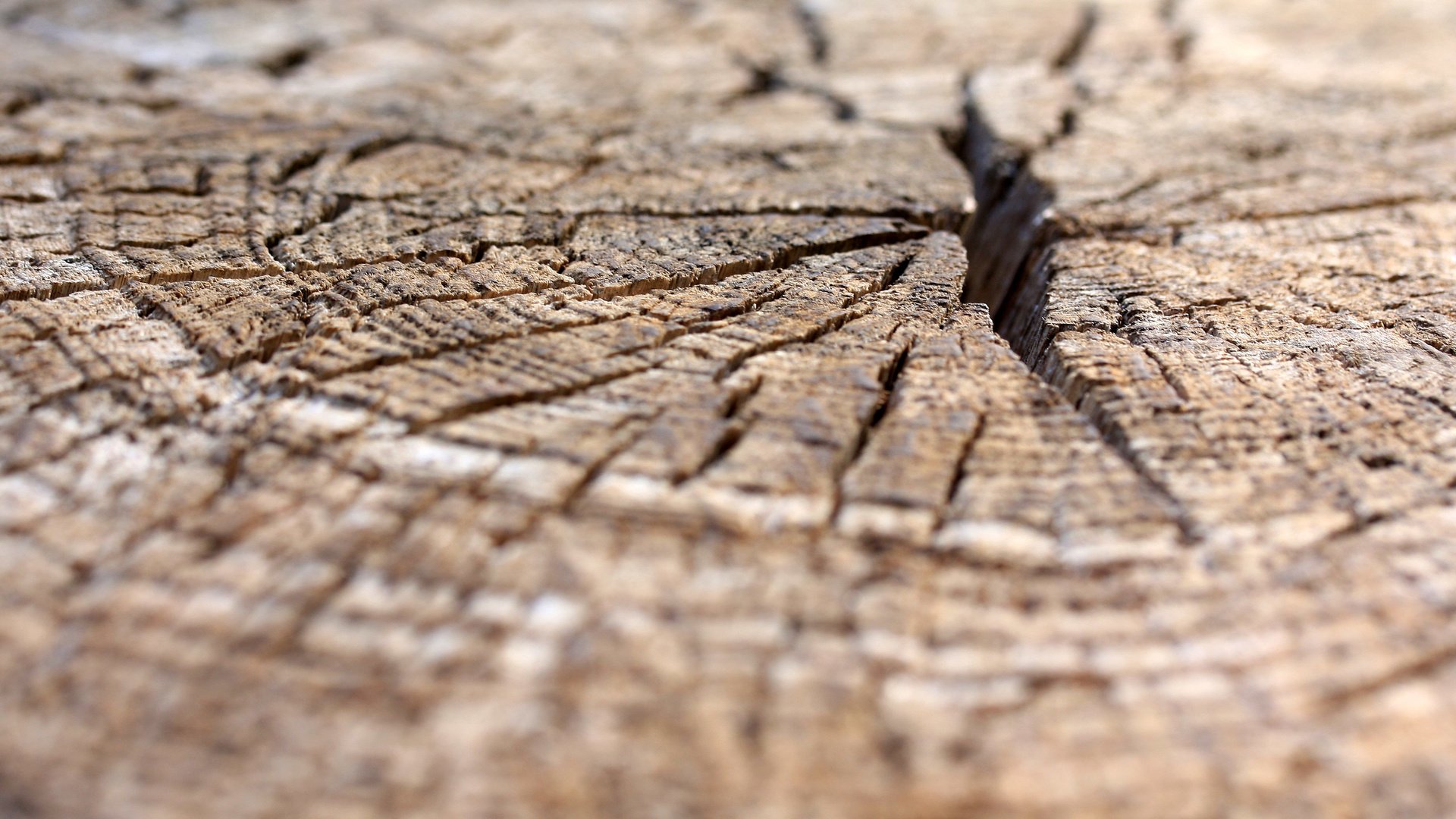 Обои дерево, текстура, фон, древесина, tree, texture, background, wood разрешение 3491x2327 Загрузить