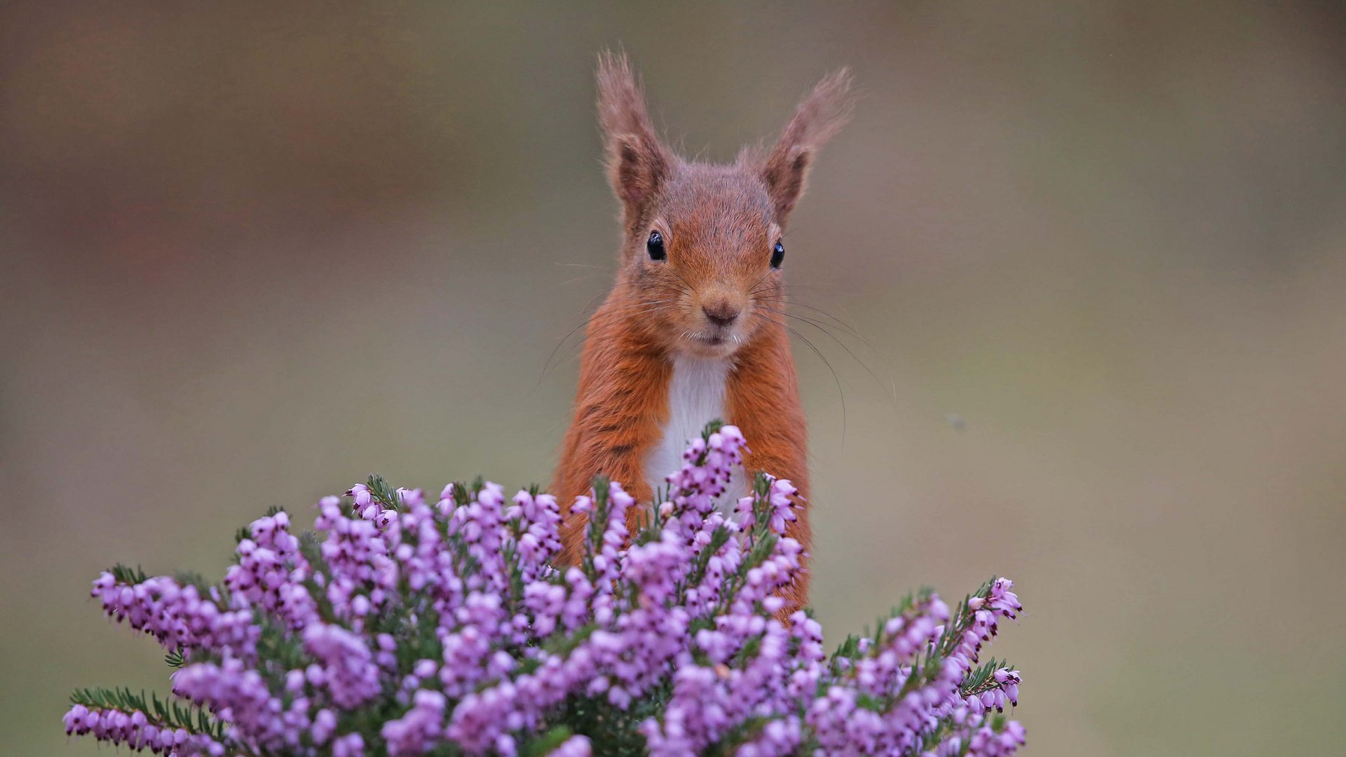 Обои цветы, рыжая, белка, белочка, вереск, грызун, flowers, red, protein, squirrel, heather, rodent разрешение 2048x1365 Загрузить