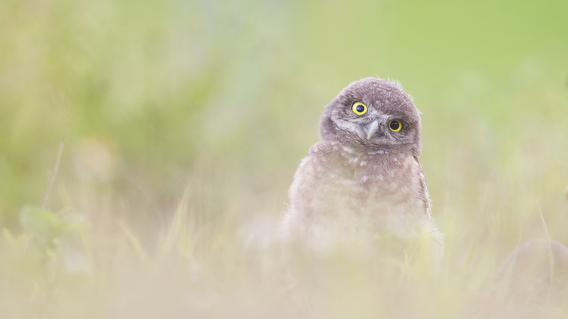 Обои сова, природа, фон, птица, burrowing owlet (athene cunicularia), owl, nature, background, bird разрешение 2047x1222 Загрузить