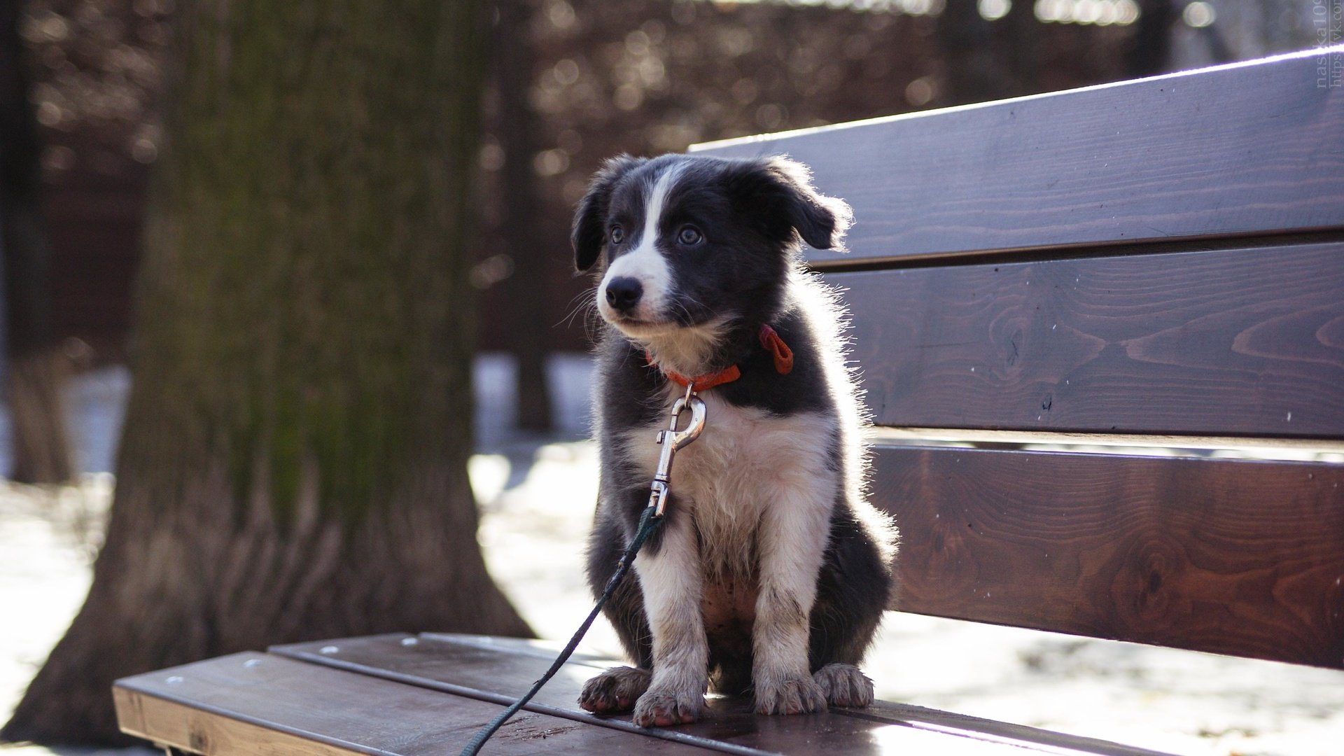 Обои собака, щенок, бордер-колли, cобака, dog, puppy, the border collie разрешение 3872x2592 Загрузить