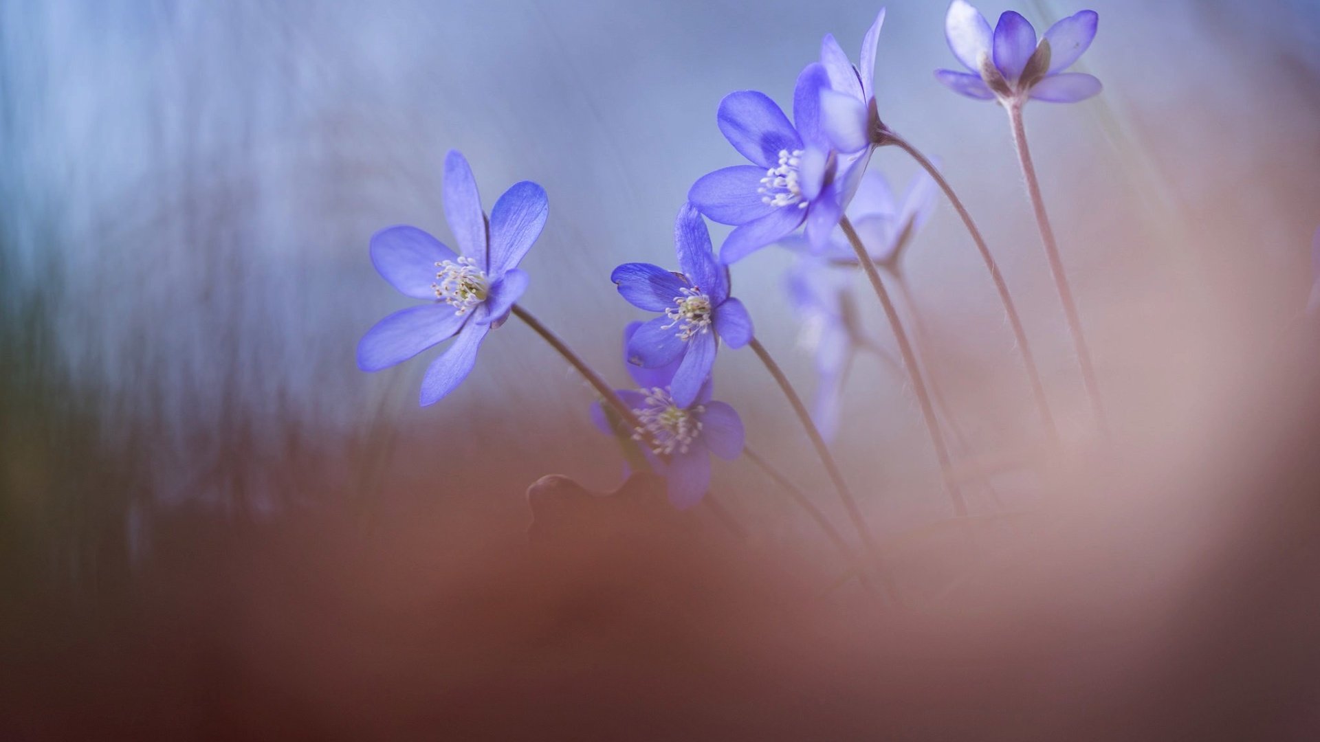 Обои цветы, природа, весна, перелеска, andreas lööf, hepatica, печеночница (печоночница), flowers, nature, spring, the coppice, pechenocna (peconomica) разрешение 2048x1365 Загрузить