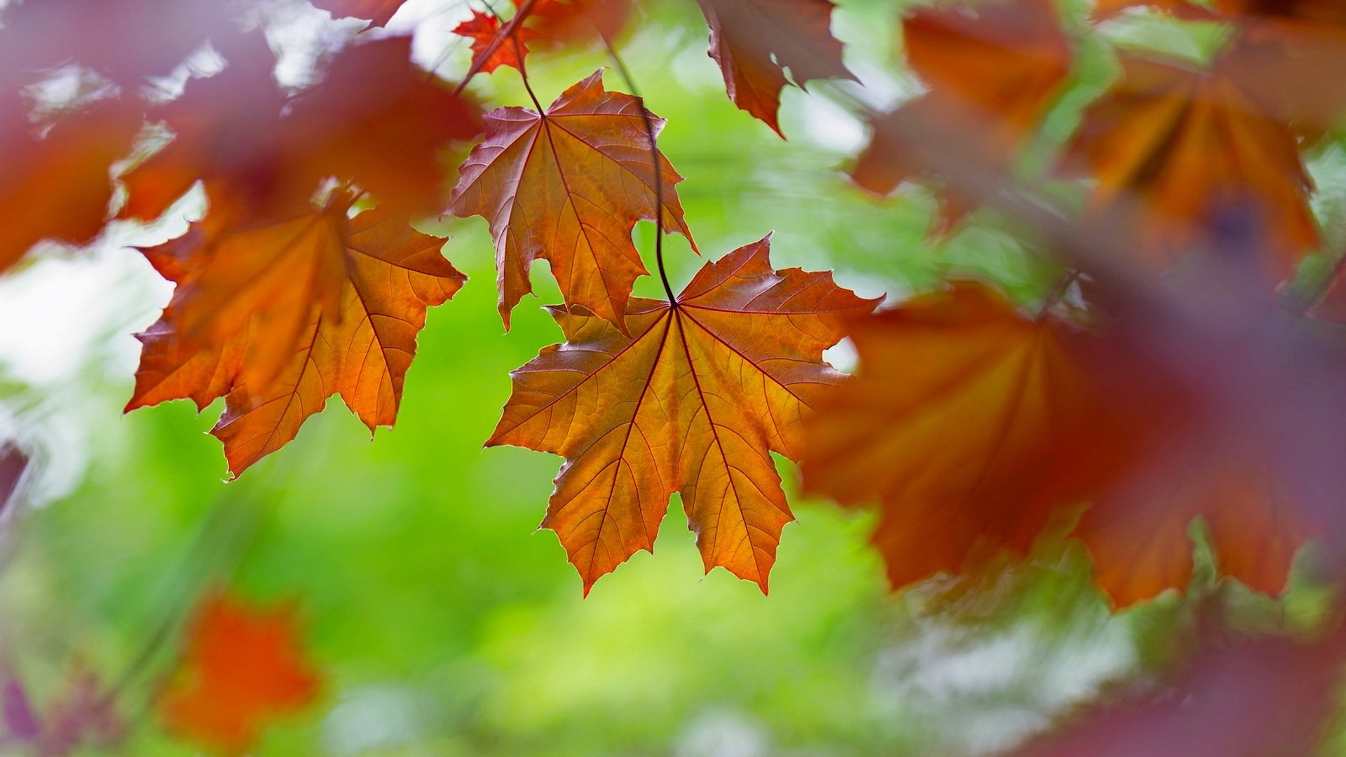 Обои природа, листья, осень, цвет, nature, leaves, autumn, color разрешение 1920x1175 Загрузить