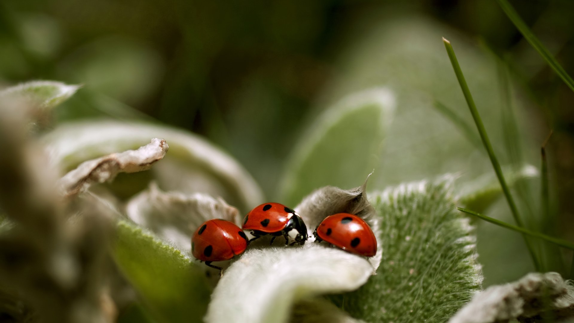 Обои макро, насекомые, божья коровка, растение, macro, insects, ladybug, plant разрешение 2560x1600 Загрузить