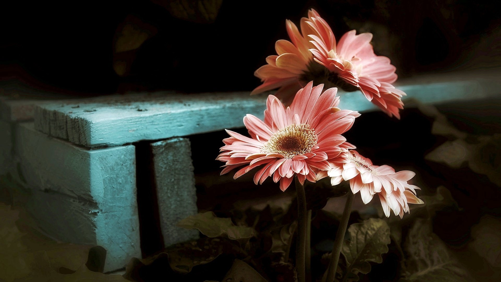 Обои цветы, природа, фон, гербера, flowers, nature, background, gerbera разрешение 2048x1365 Загрузить