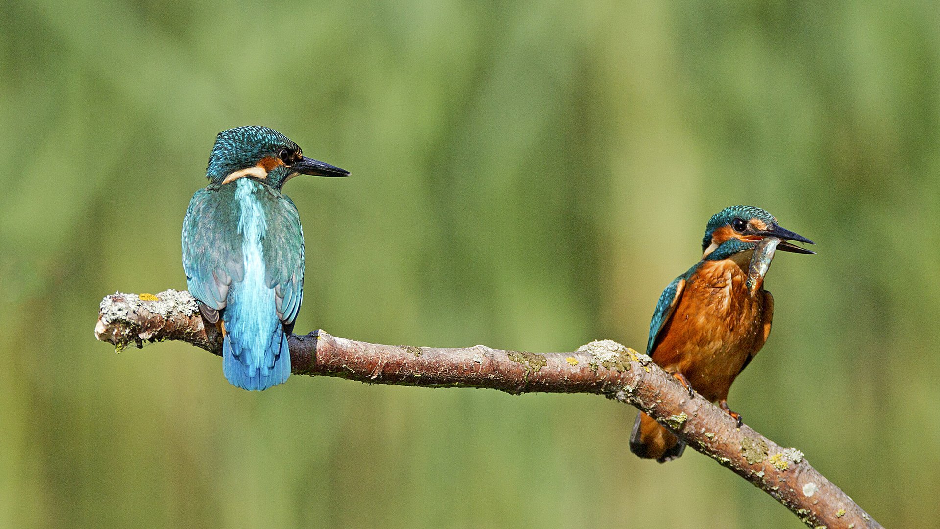 Обои ветка, природа, фон, птицы, зимородок, branch, nature, background, birds, kingfisher разрешение 2048x1420 Загрузить