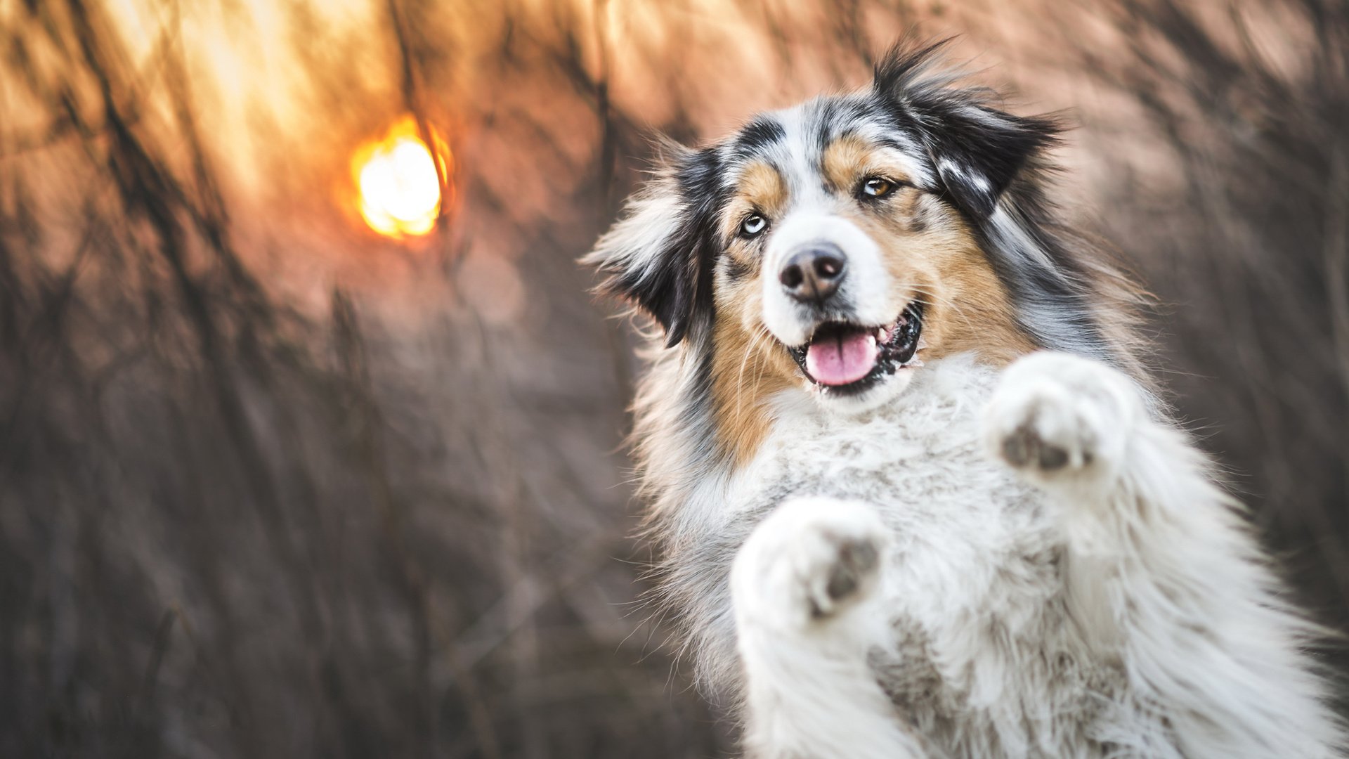 Обои трава, солнце, закат, собака, аусси, grass, the sun, sunset, dog, aussie разрешение 2048x1152 Загрузить