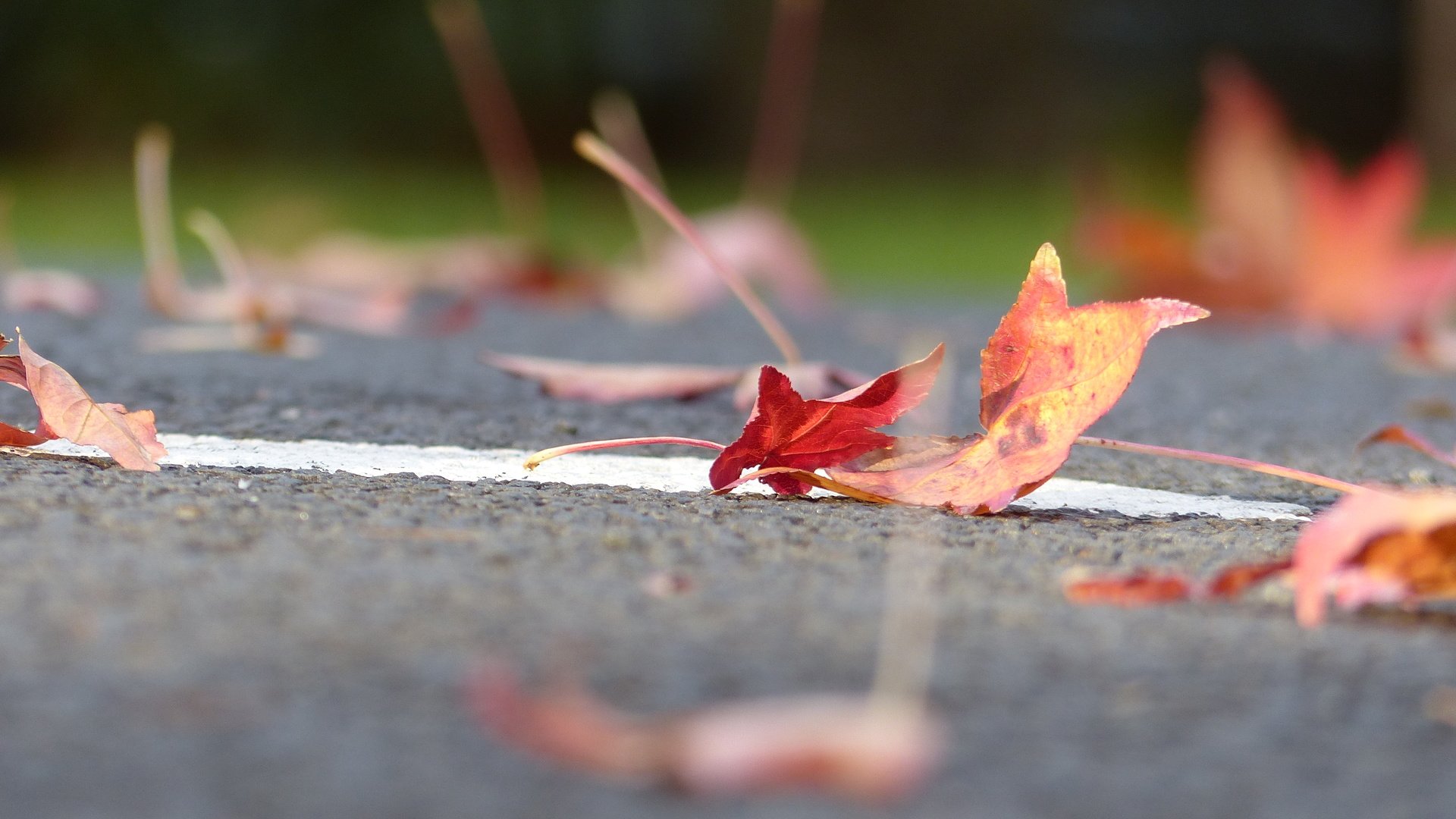 Обои дорога, листья, осень, листик, road, leaves, autumn, leaf разрешение 4000x3000 Загрузить