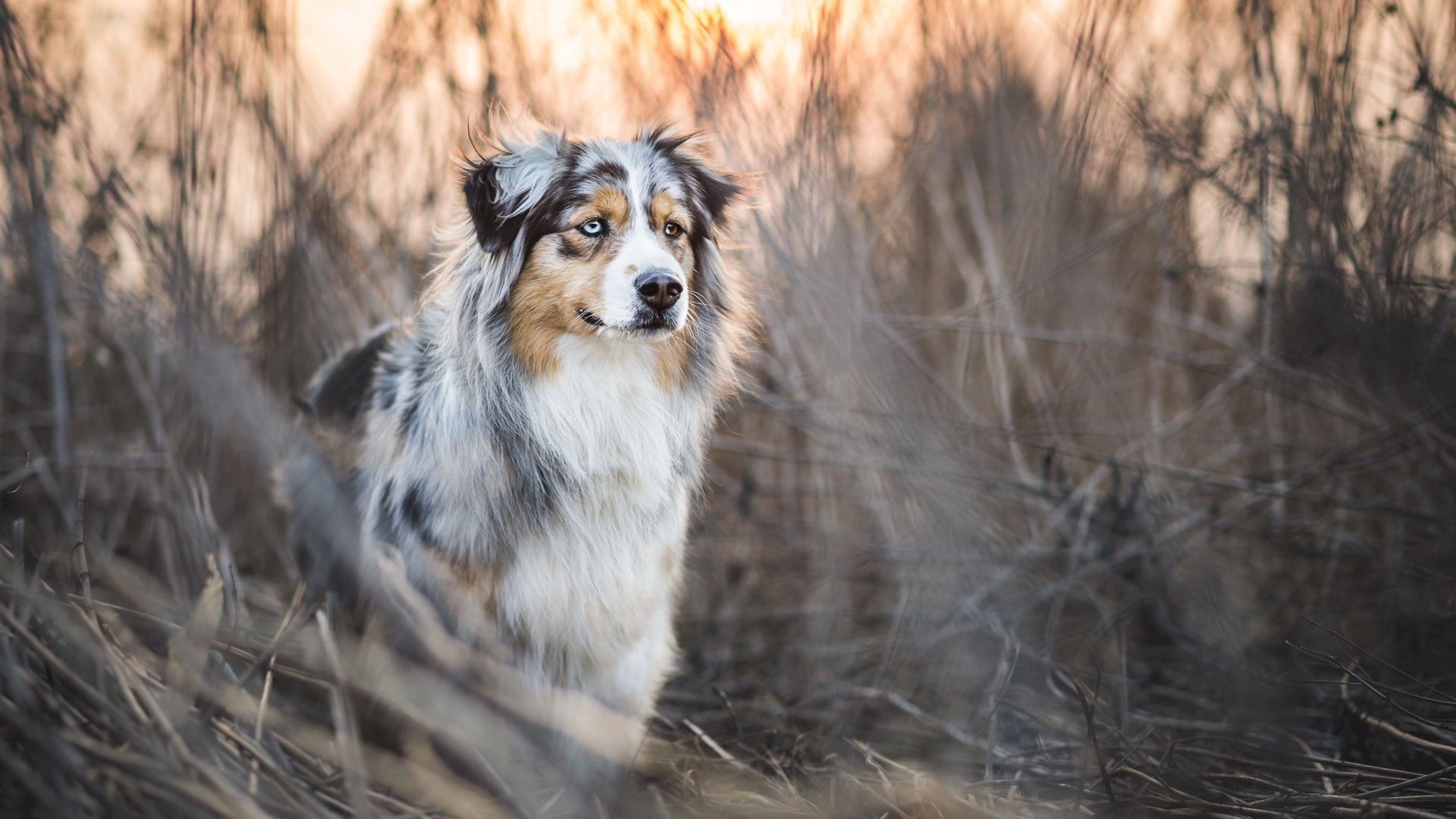 Обои трава, собака, заросли, аусси, grass, dog, thickets, aussie разрешение 2048x1152 Загрузить