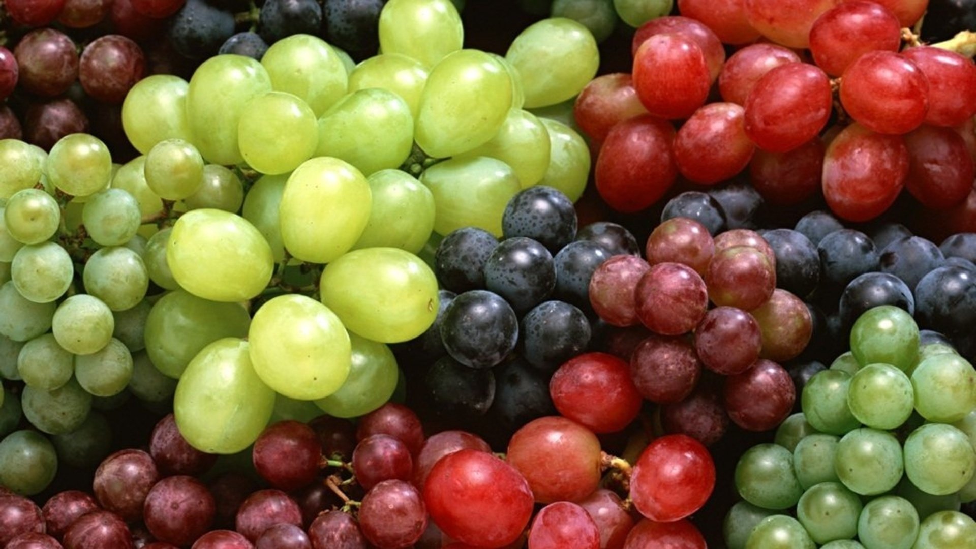 Обои виноград, белый виноград, красный виноград, синий виноград, grapes, white grapes, red grapes, blue grape разрешение 1920x1440 Загрузить