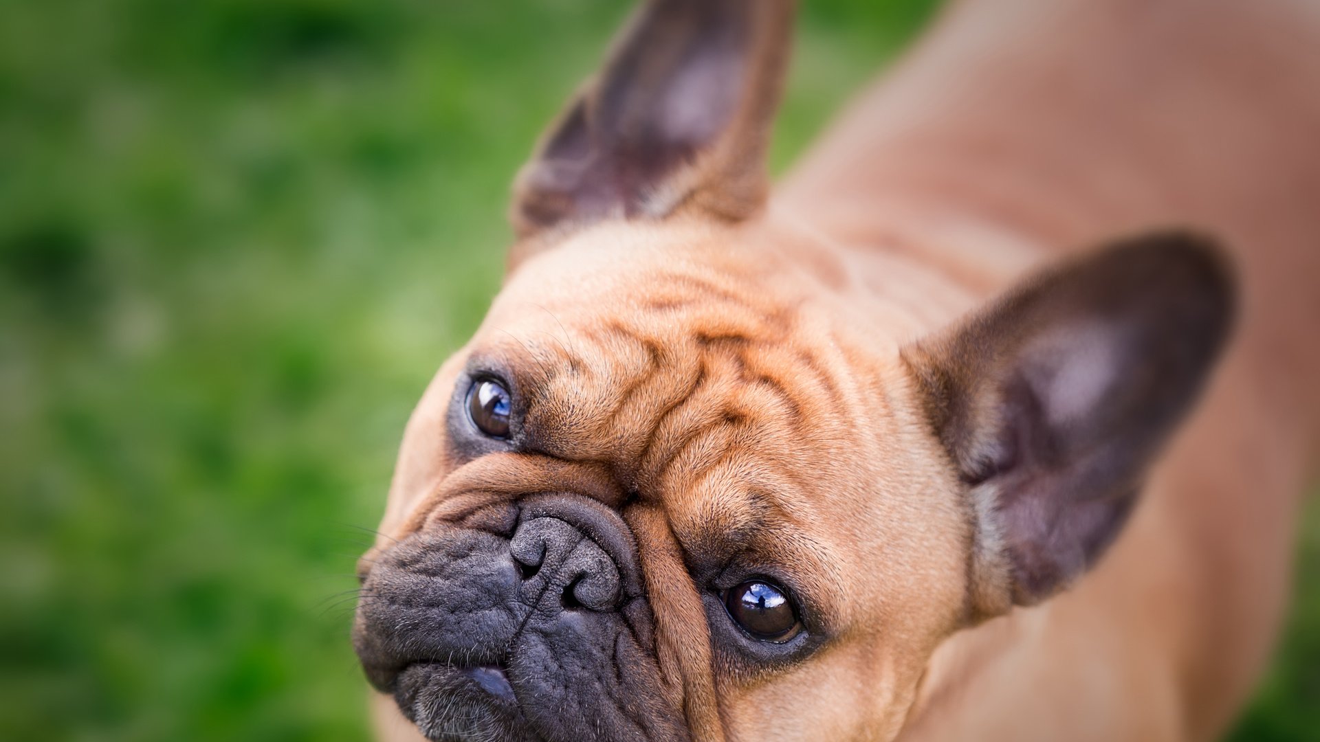 Обои морда, взгляд, собака, бульдог, французский бульдог, face, look, dog, bulldog, french bulldog разрешение 4877x3694 Загрузить