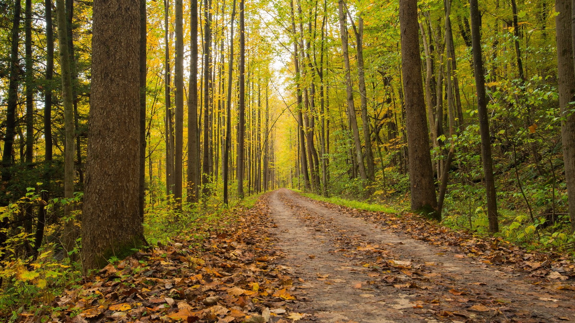 Обои дорога, лес, осень, road, forest, autumn разрешение 2560x1707 Загрузить