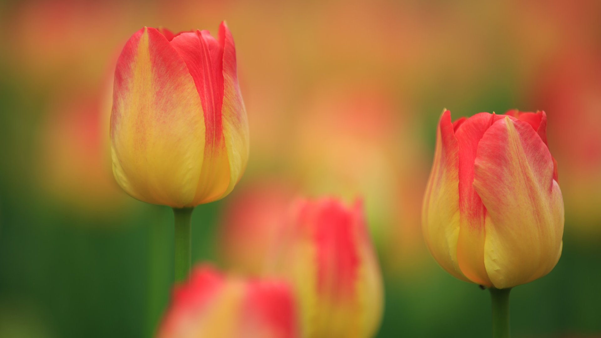 Обои бутоны, макро, тюльпаны, боке, buds, macro, tulips, bokeh разрешение 2048x1365 Загрузить