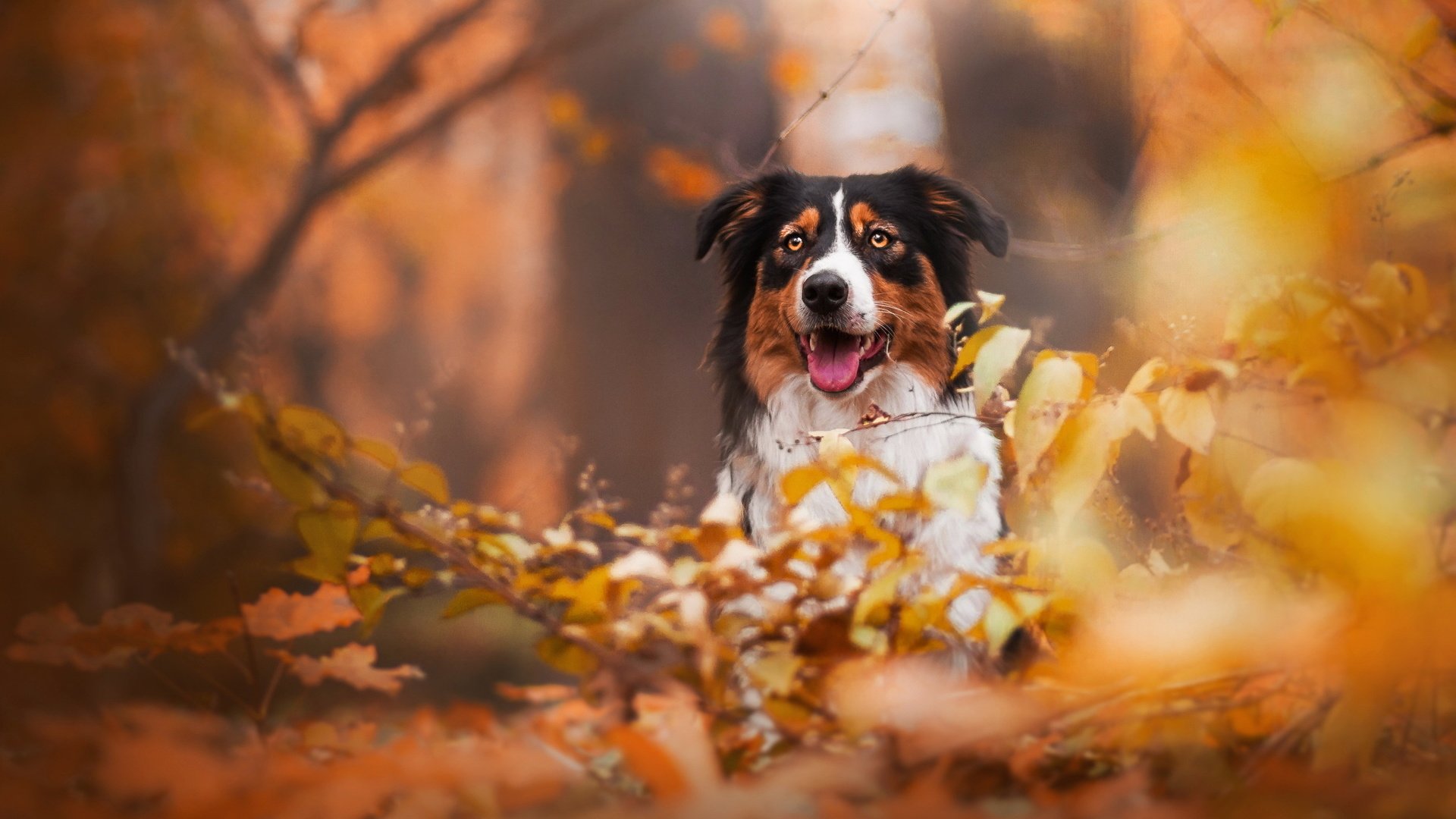 Обои взгляд, осень, собака, друг, бордер колли, look, autumn, dog, each, border collie разрешение 2047x1243 Загрузить