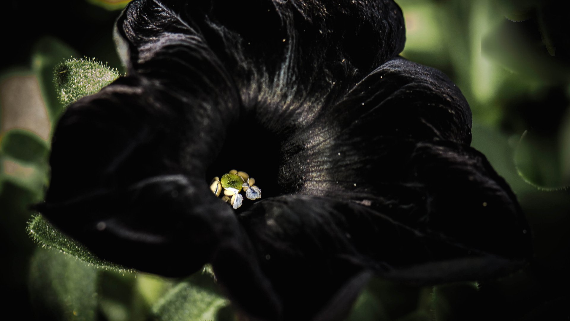 Обои цветок, петуния, черный бархат, flower, petunia, black velvet разрешение 4033x2826 Загрузить