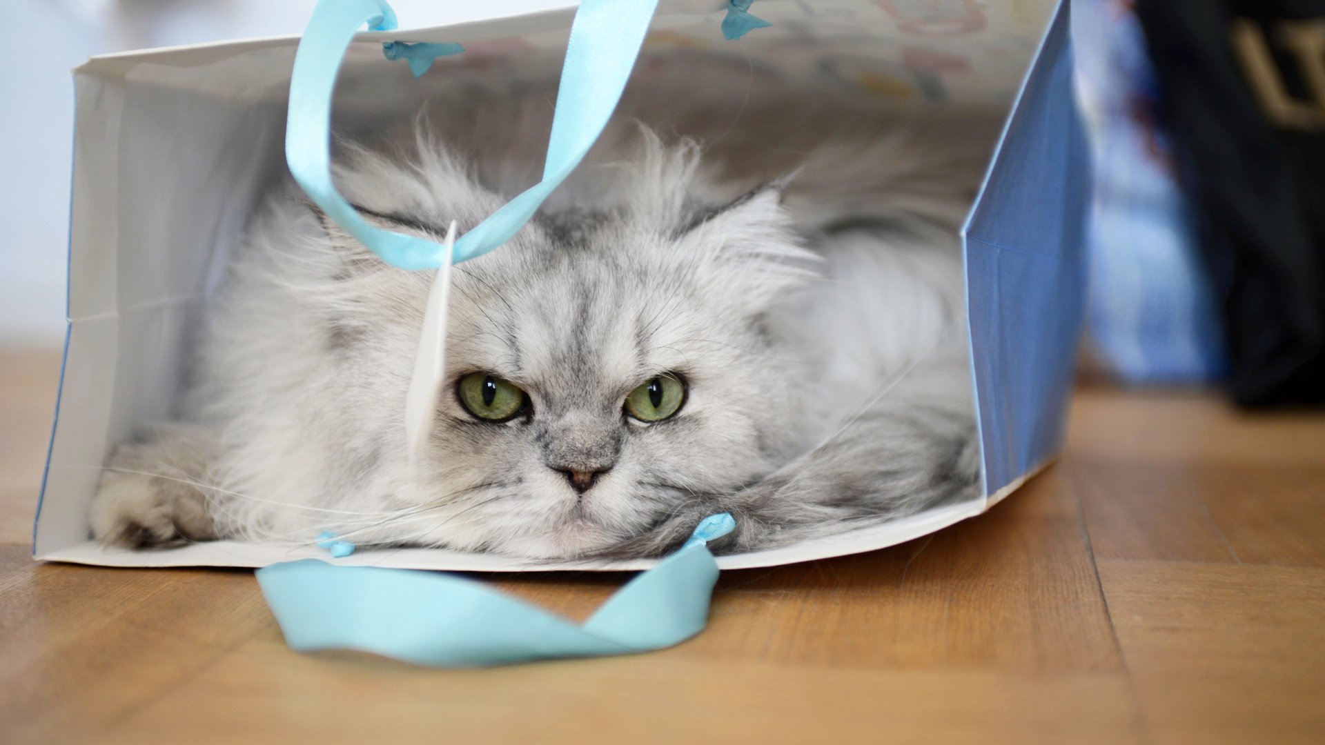Обои глаза, кот, кошка, взгляд, пакет, сумка, пушистая, кошка персидская, eyes, cat, look, package, bag, fluffy, cat persian разрешение 2560x1709 Загрузить