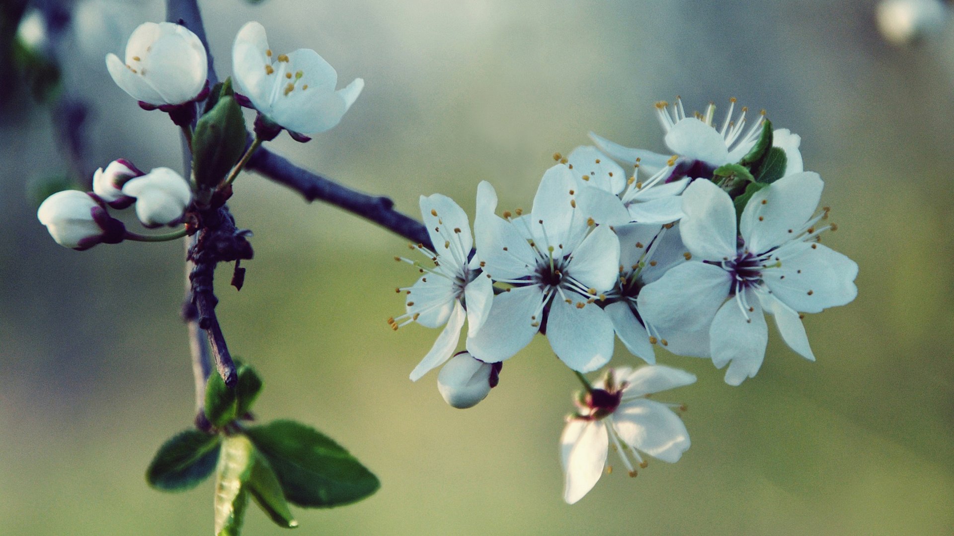 Обои цветы, ветка, природа, цветение, макро, весна, вишня, белые, flowers, branch, nature, flowering, macro, spring, cherry, white разрешение 2048x1536 Загрузить