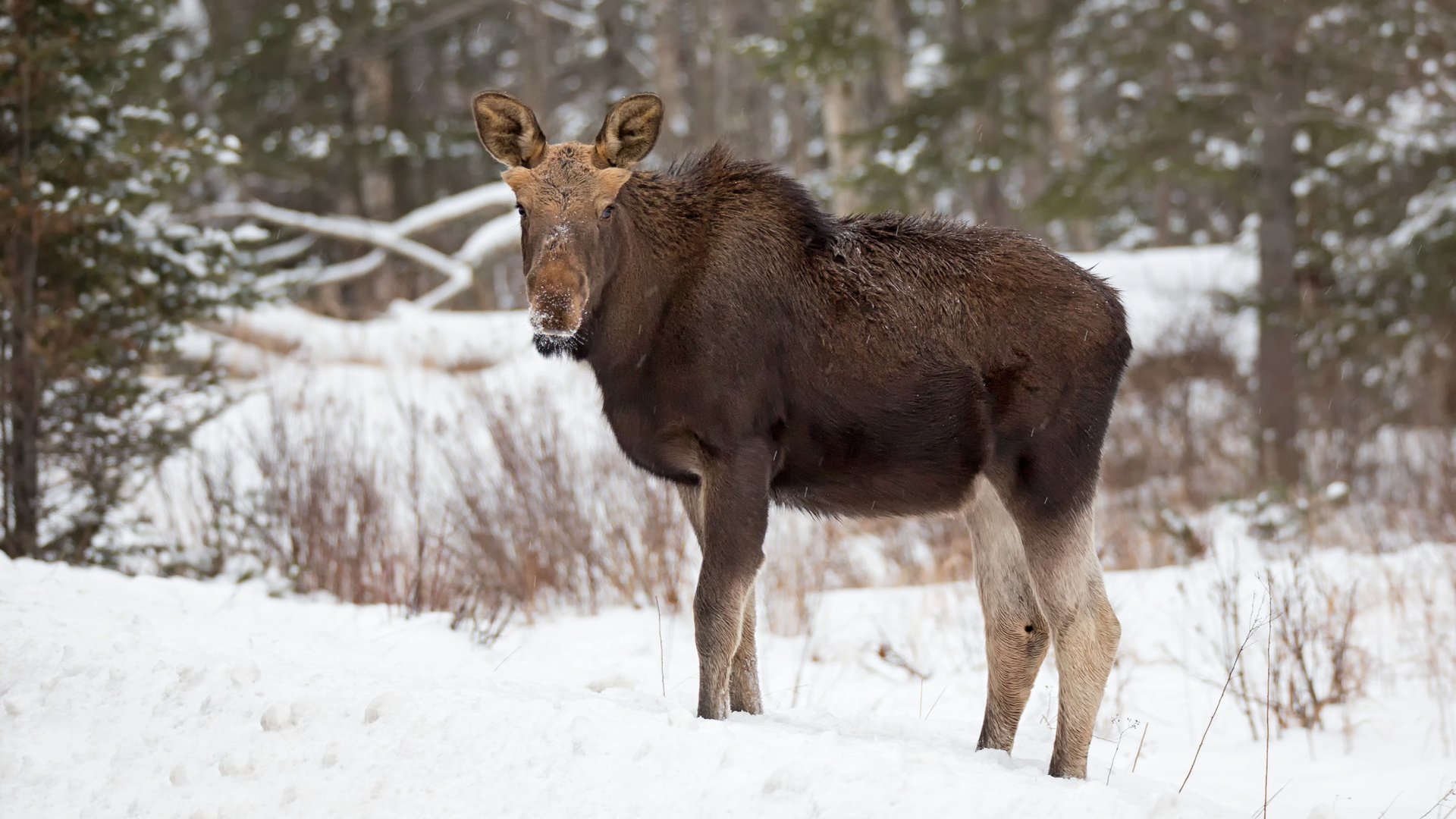 Обои лес, зима, лось, elan, forest, winter, moose разрешение 2048x1354 Загрузить