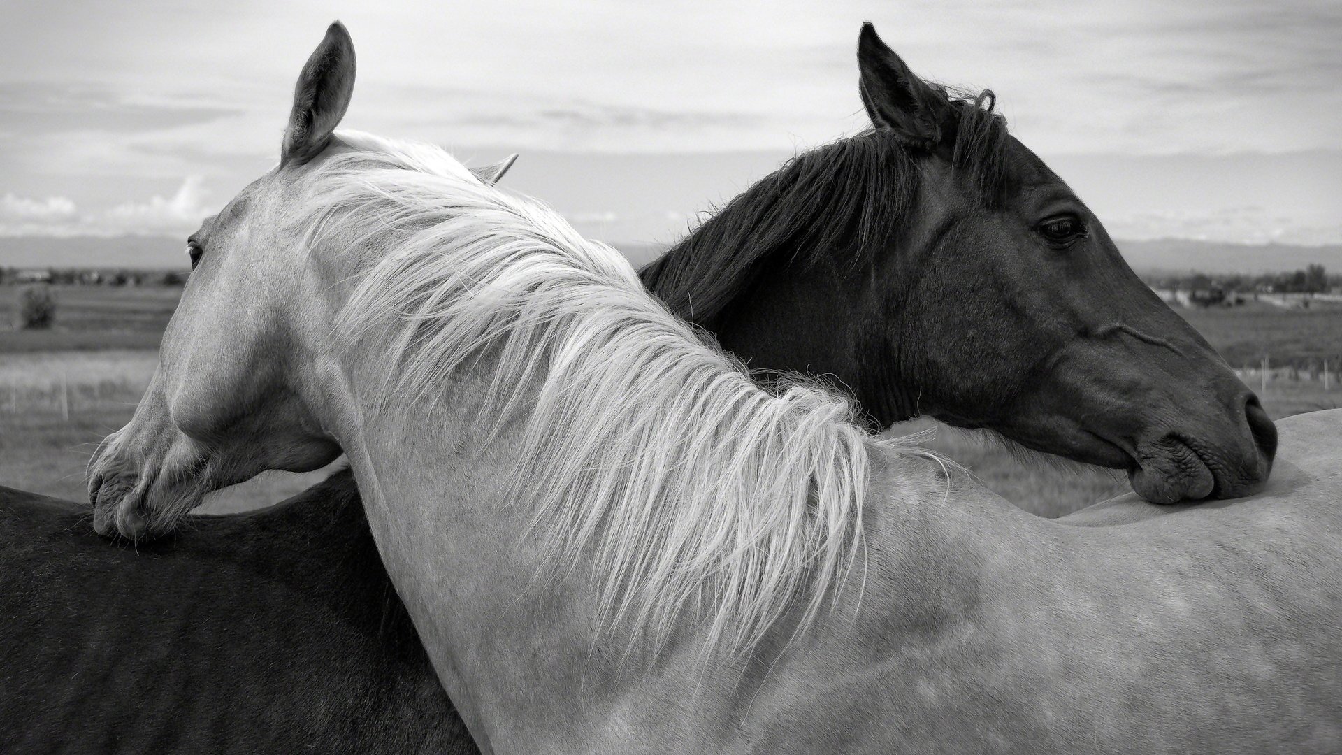 Обои чёрно-белое, лошади, кони, дружба, black and white, horse, horses, friendship разрешение 3000x1992 Загрузить