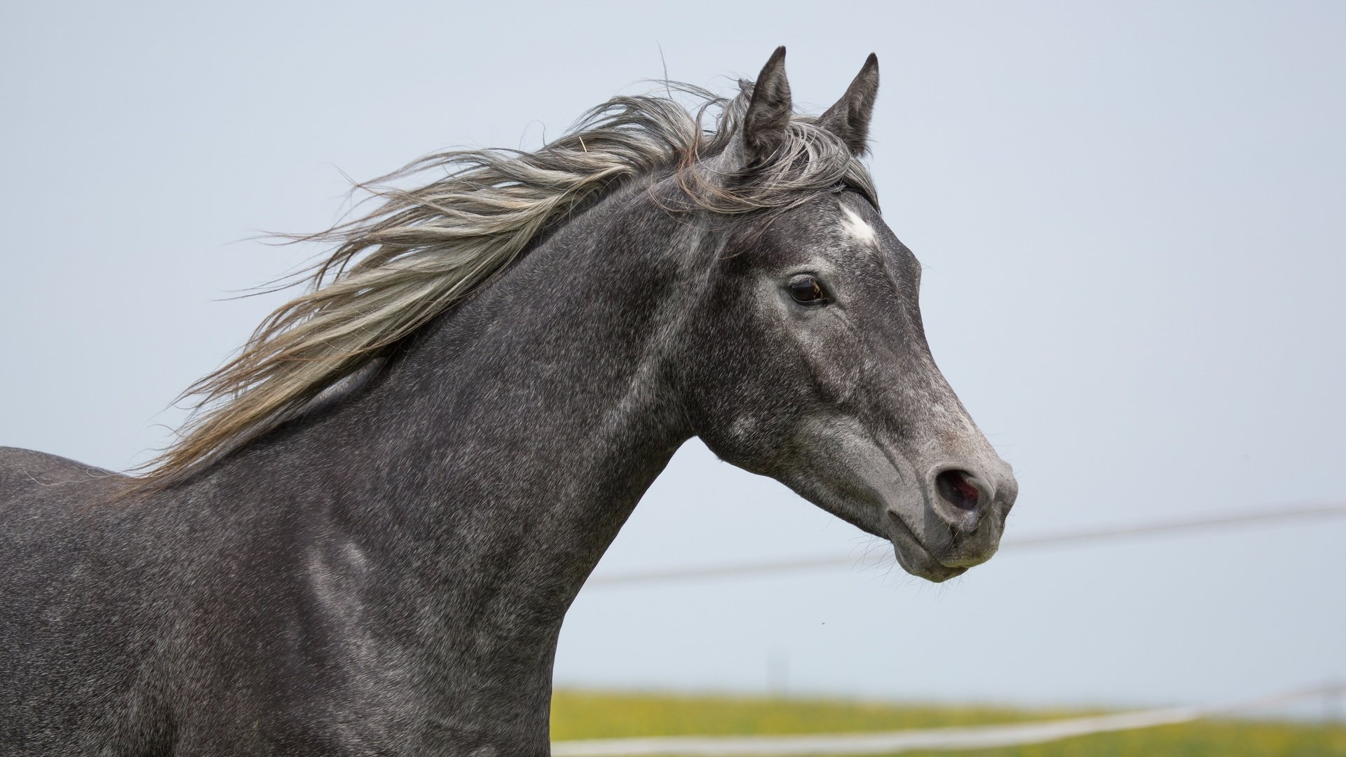 Обои лошадь, серый, конь, грива, (с) oliverseitz, horse, grey, mane, (c) oliverseitz разрешение 4000x2586 Загрузить