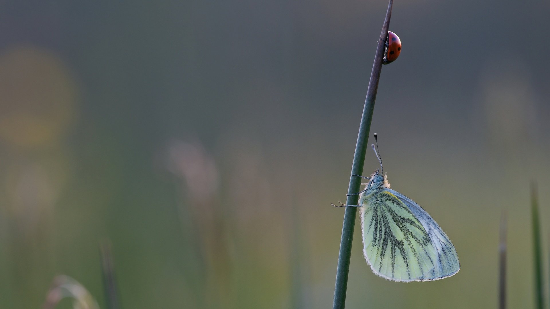 Обои макро, бабочка, насекомые, божья коровка, macro, butterfly, insects, ladybug разрешение 2880x1620 Загрузить