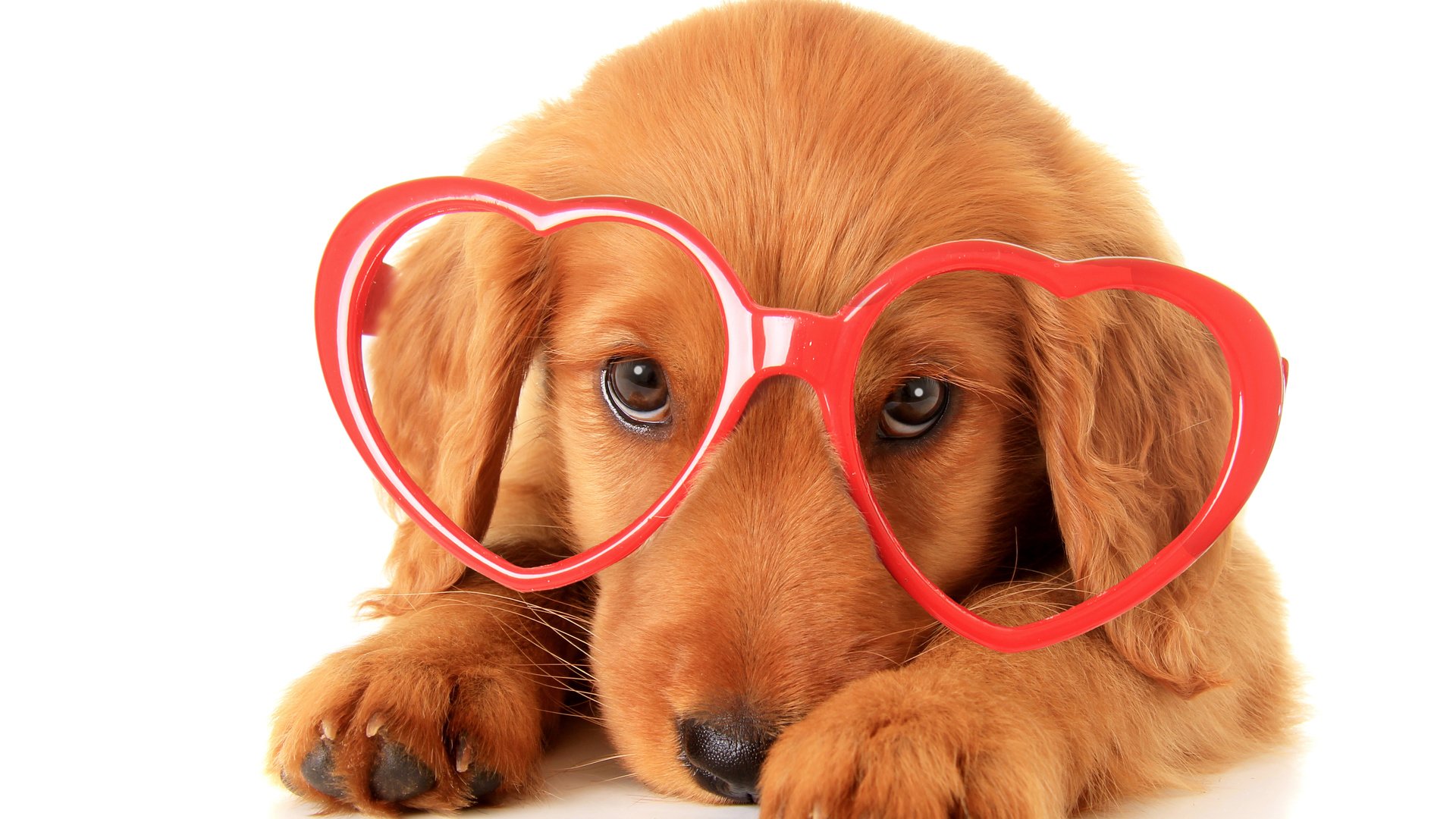 Обои взгляд, очки, собака, щенок, бокалы, песики, ретривер, золотистый ретривер, look, glasses, dog, puppy, dogs, retriever, golden retriever разрешение 4368x3048 Загрузить