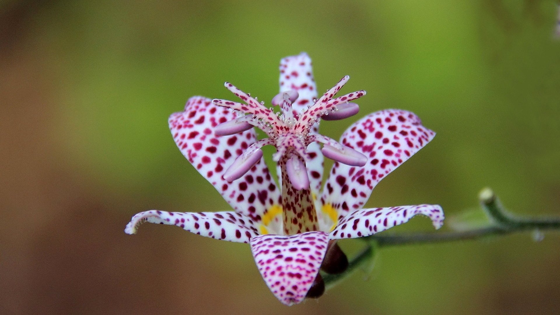 Обои макро, цветок, лепестки, трициртис, садовая орхидея, macro, flower, petals, tricyrtis, garden orchid разрешение 1920x1246 Загрузить