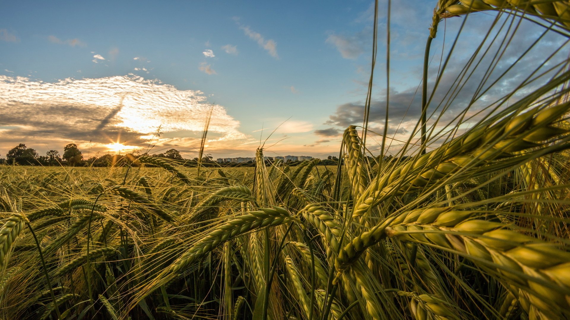 Обои небо, природа, макро, поле, лето, колосья, пшеница, the sky, nature, macro, field, summer, ears, wheat разрешение 2048x1365 Загрузить