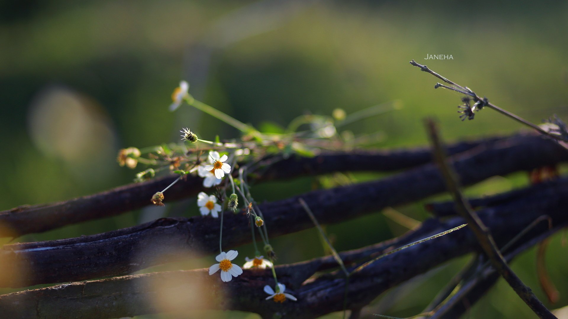 Обои цветы, природа, фон, полевые цветы, jane ha, flowers, nature, background, wildflowers разрешение 2835x1890 Загрузить