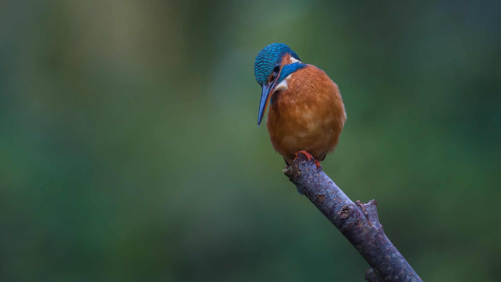 Обои ветка, природа, птица, зимородок, branch, nature, bird, kingfisher разрешение 2048x1365 Загрузить