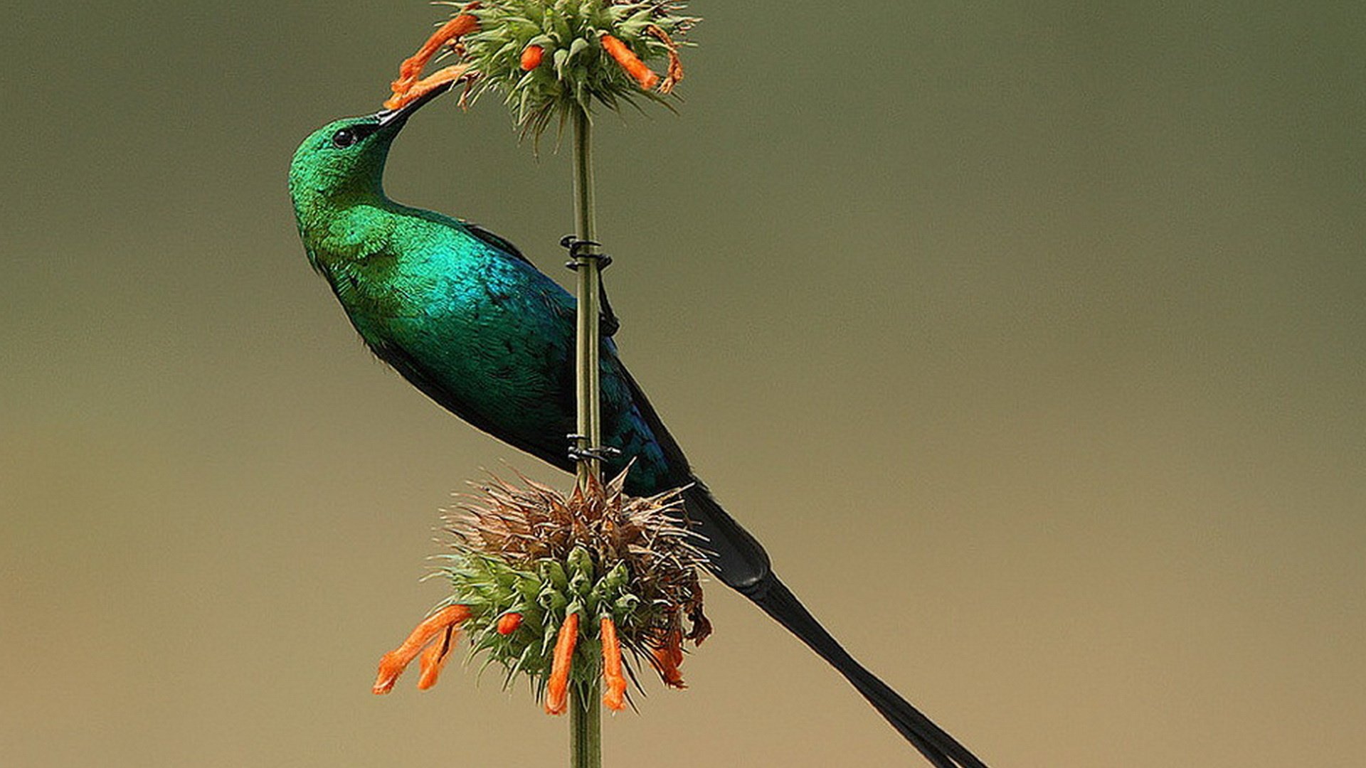 Обои цветок, птица, нектарница, malachite sunbird, малахитовая, flower, bird, the sunbird, malachite разрешение 1920x1369 Загрузить