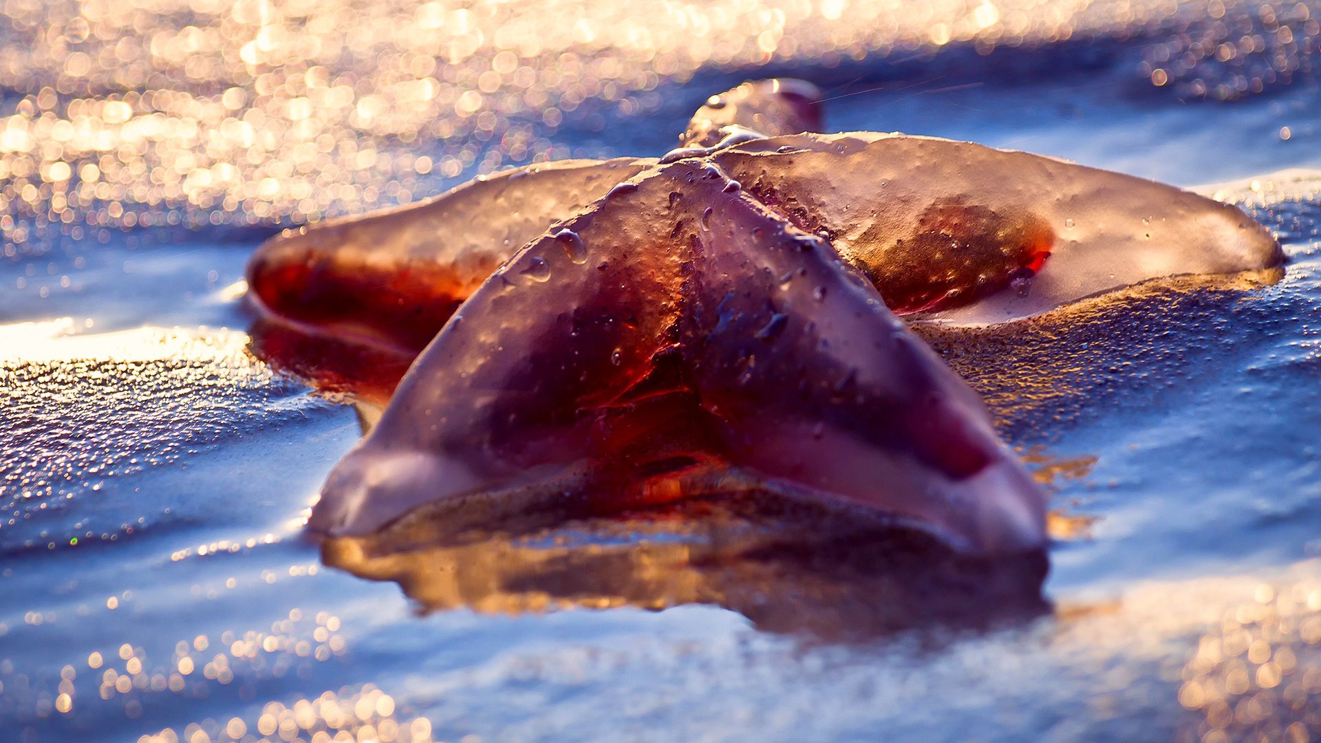 Обои свет, макро, море, пляж, мокро, морская звезда, боке, light, macro, sea, beach, wet, starfish, bokeh разрешение 1920x1280 Загрузить