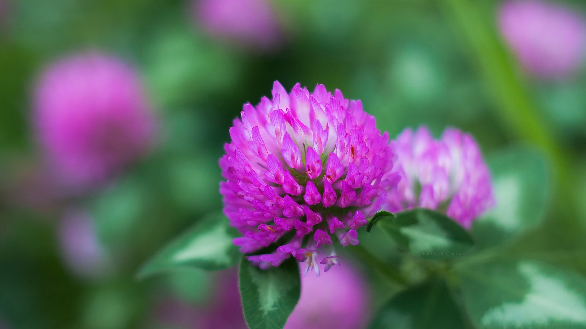 Обои клевер, макро, цветок, боке, clover, macro, flower, bokeh разрешение 3581x2388 Загрузить